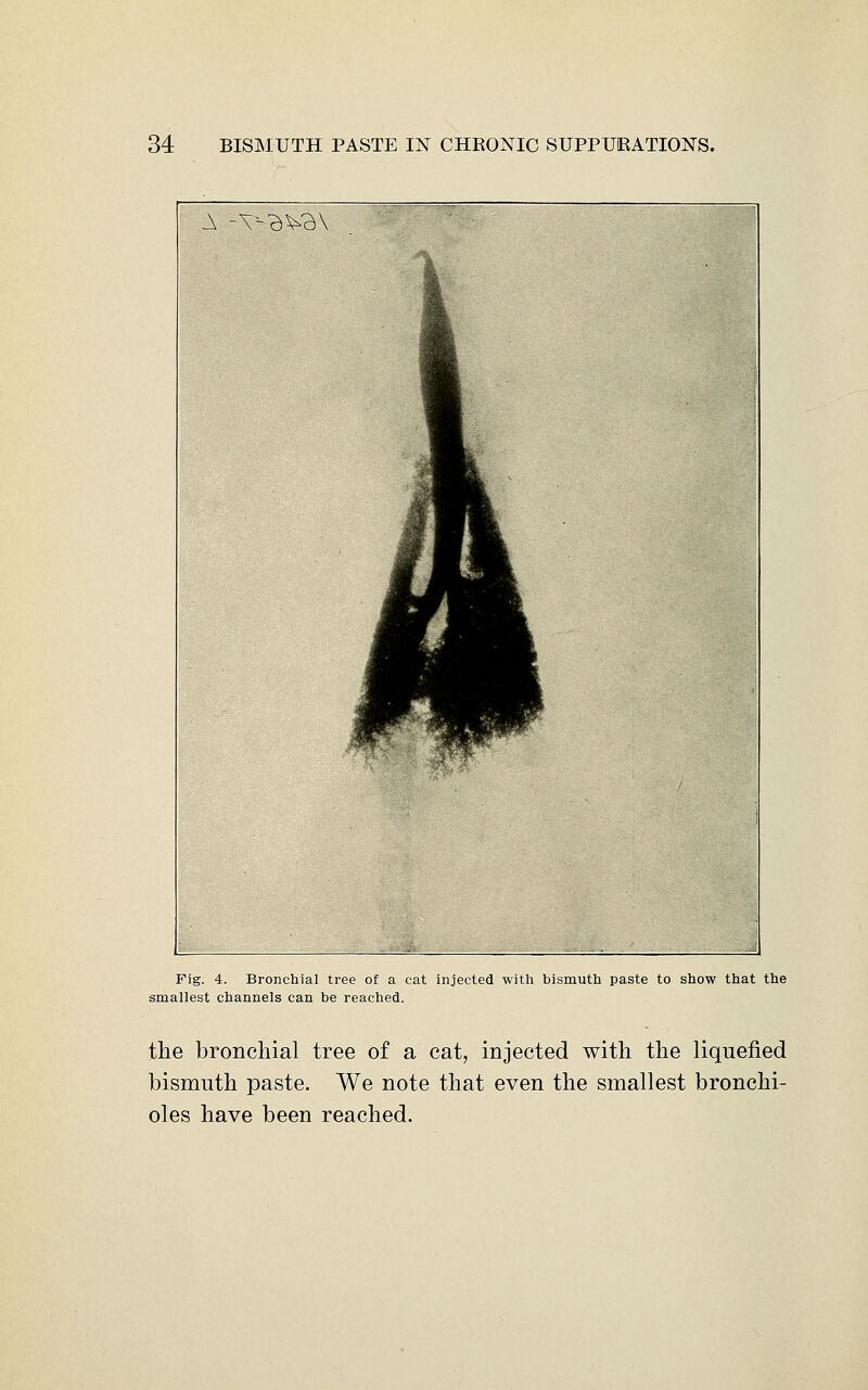 Fig. 4. Bronchial tree of a eat injected with bismuth paste to show that the smallest channels can be reached. the bronchial tree of a cat, injected with the liquefied bismuth paste. We note that even the smallest bronchi- oles have been reached.