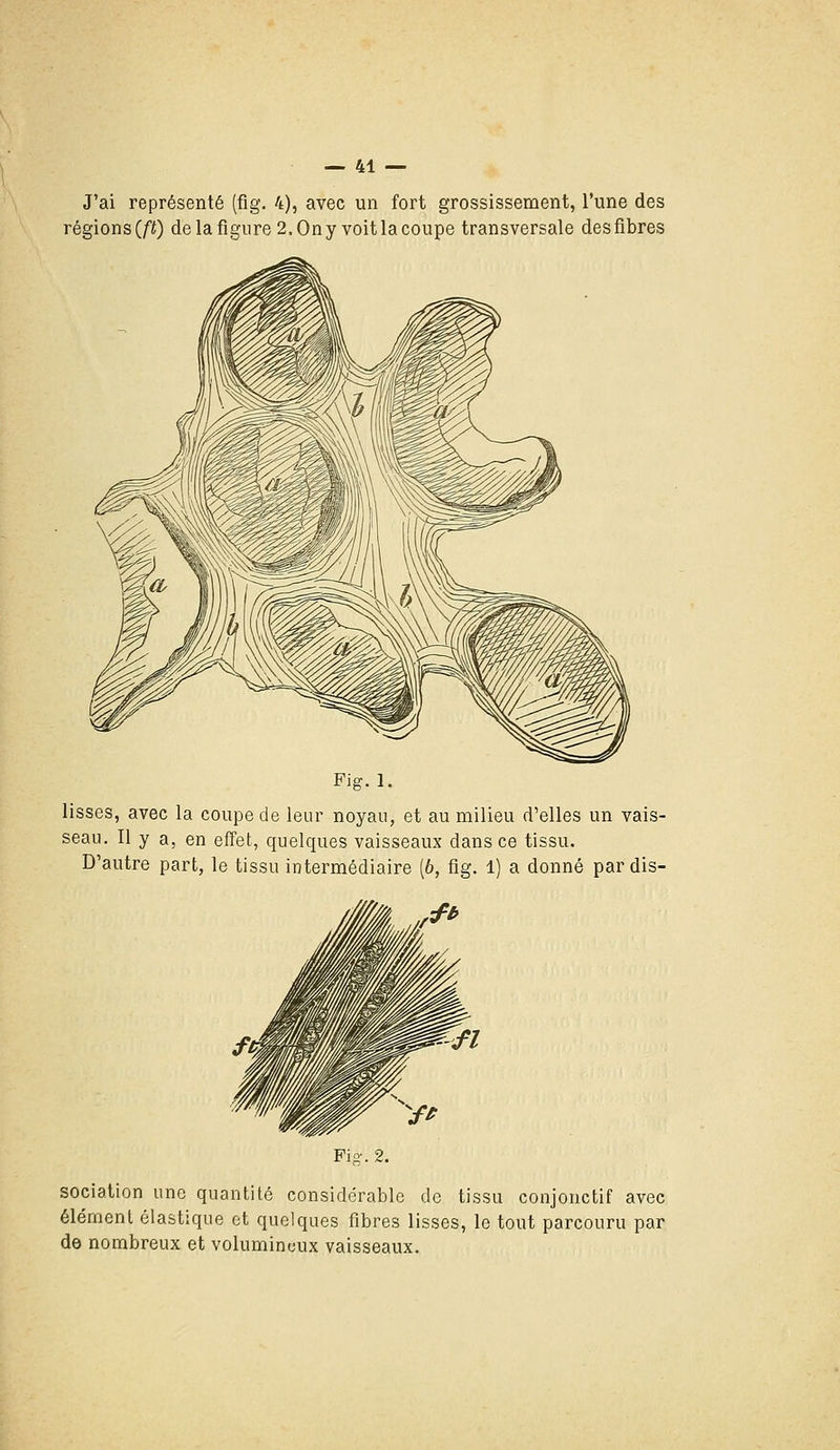 J'ai représenté (fig. 4), avec un fort grossissement, l'une des régions(/'i) de la figure 2. On y voit la coupe transversale desfibres Fig. 1. lisses, avec la coupe de leur noyau, et au milieu d'elles un vais- seau. Il y a, en effet, quelques vaisseaux dans ce tissu. D'autre part, le tissu intermédiaire (6, fig. 1) a donné par dis- sociation une quantité considérable de tissu conjonctif avec élément élastique et quelques fibres lisses, le tout parcouru par de nombreux et volumineux vaisseaux.