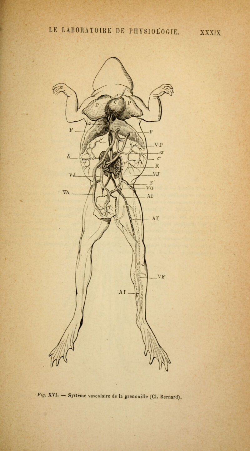 Fig. XVI. — Système vasculaire de la grenouille (Cl. Bernard).