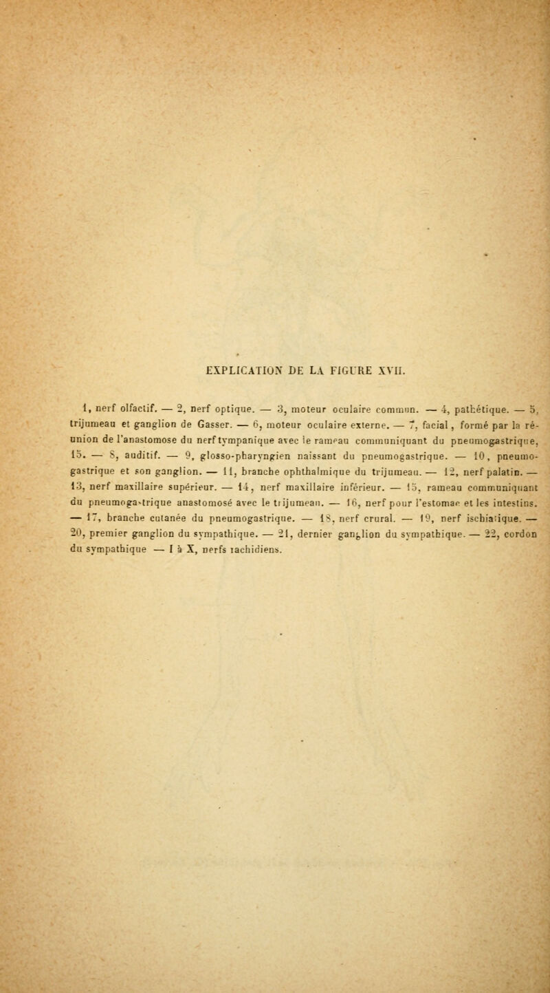 1, nerf olfactif. — 2, nerf optique. — 3, moteur oculaire commim. — 4, pathétique. — 5, trijumeau et ganglion de Casser. — 6, moteur oculaire externe. — 7, facial, formé par la ré- union de l'anastomose du nerf tympanique avec ie rampau communiquant du pneumogastrique, io. — S, auditif. — 9, giosso-pharyngien naissant du pneumogastrique. — 10, pneumo- gastrique et son ganglion. — 11, branche ophthalmique du trijumeau. — il, nerf palatin. — 1-3, nerf maxillaire supérieur. — 14, nerf maxillaire inférieur. — 15, rameau communiquant du pneumogastrique anastomosé avec le tiijumean. — 16, nerf pour l'estomac et les intestins. — 17, branche cutanée du pneumogastrique. — IS. nerf crural. — 19, nerf iscbiaùque. — 20, premier ganglion du sympathique. — 21, dernier ganj,lion du sympathique.— 22, cordon du sympathique — I à X, nerfs lachidiens.