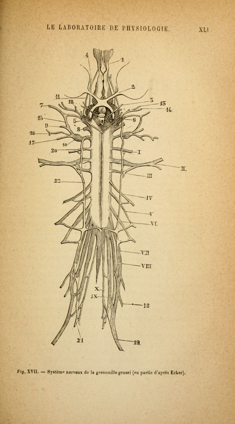 XL! Fig. XVII. — System» nerveux de la grenouille grossi {en partie d'après Ecker).