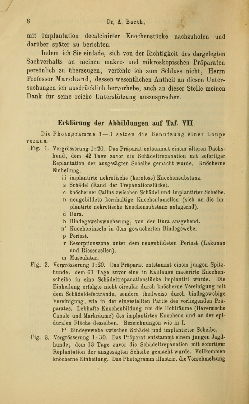 mit Implantation decalcinirter Knochenstücke nachzuholen und darüber später zu berichten. Indem ich Sie einlade, sich von der Richtigkeit des dargelegten Sachverhalts an meinen makro- und mikroskopischen Präparaten persönlich zu überzeugen, verfehle ich zum Schluss nicht, Herrn Professor Marchand, dessen wesentlichen Antheil an diesen Unter- suchungen ich ausdrücklich hervorhebe, auch an dieser Stelle meinen Dank für seine reiche Unterstützung auszusprechen. Erklärung der Abbildungen auf Taf. TU. Die Photogramme 1 — 3 setzen die Benutzung einer Loupe voraus. Fig. 1. Vergrößerung 1:20. Das Präparat entstammt einem älteren Dachs- hund, dem 42 Tage zuvor die Sohädeltrepanation mit sofortiger Replantation der ausgesägten Scheibe gemacht wurde. Knöcherne Einheilung. ii implantirte nekrotische (kernlose) Knochensubstanz, s Schädel (Rand der Trepanationslücke), c knöcherner Callus zwischen Schädel und implantirter Scheibe, n neugebildete kernhaltige Knochenlamellen (sich an die im- plantirte nekrotische Knochensubstanz anlagernd). d Dura. b Bindegewebswucherung, von der Dura ausgehend, n' Knocheninseln in dem gewucherten Bindegewebe, p Periost, r Resorptionszone unter dem neugebildeten Periost (Lakunen und Riesenzellen), m Musculatur. Fig. 2. Vergrösserung 1:20. Das Präparat entstammt einem jungen Spitz- hunde, dem 61 Tage zuvor eine in Kalilauge macerirte Knochen- scheibe in eine Schädeltrepanationslücke implantirt wurde. Die Einheilung erfolgte nicht circulär durch knöcherne Vereinigung mit dem Schädeldefectrande, sondern theilweise durch bindegewebige Vereinigung, wie in der eingestellten Partie des vorliegenden Prä- parates. Lebhafte Knochenbildung um die Hohlräume (Haversische Canäle und Markräume) des implantirten Knochens und an der epi- duralen Fläche desselben. Bezeichnungen wie in I. b' Bindegewebe zwischen Schädel und implantirter Scheibe. Fig. 3. Vergrösserung 1: 30. Das Präparat entstammt einem jungen Jagd- hunde, dem 13 Tage zuvor die Schädeltrepanation mit sofortiger Replantation der ausgesägten Scheibe gemacht wurde. Vollkommen knöcherne Einheilung. Das Photogramm illustrirt die Verschmelzung