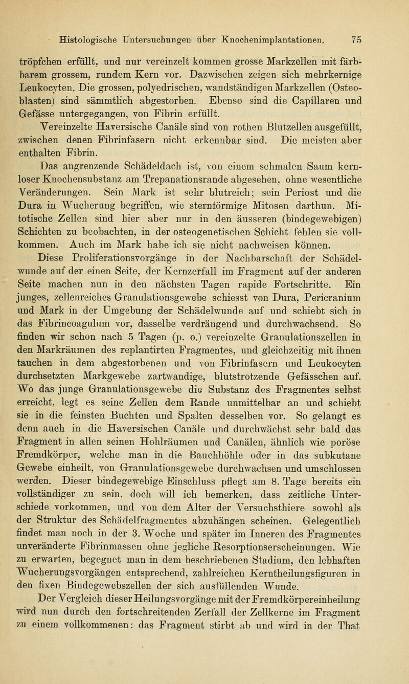 tröpfchen erfüllt, und nur vereinzelt kommen grosse Markzellen mit färb- barem grossem, rundem Kern vor. Dazwischen zeigen sich mehrkernige Leukocyten. Die grossen, polyedrischen, wandständigen Markzellen (Osteo- blasten) sind sämmtlich abgestorben. Ebenso sind die Capillaren und Gefässe untergegangen, von Fibrin erfüllt. Vereinzelte Haversische Canäle sind von rothen Blutzellen ausgefüllt, zwischen denen Fibrinfasern nicht erkennbar sind. Die meisten aber enthalten Fibrin. Das angrenzende Schädeldach ist, von einem schmalen Saum kern- loser Knochen Substanz am Trepanationsrande abgesehen, ohne wesentliche Veränderungen. Sein Mark ist sehr blutreich; sein Periost und die Dura in Wucherung begriffen, wie sterntörmige Mitosen darthun. Mi- totische Zellen sind hier aber nur in den äusseren (bindegewebigen) Schichten zu beobachten, in der osteogenetischen Schicht fehlen sie voll- kommen. Auch im Mark habe ich sie nicht nachweisen können. Diese Proliferationsvorgänge in der Nachbarschaft der Schädel- wunde auf der einen Seite, der Kernzerfall im Fragment auf der anderen Seite machen nun in den nächsten Tagen rapide Fortschritte. Ein junges, zellenreiches Granulationsgewebe schiesst von Dura, Pericranium und Mark in der Umgebung der Schädelwunde auf und schiebt sich in das Fibrincoagulum vor, dasselbe verdrängend und durchwachsend. So finden wir schon nach 5 Tagen (p. o.) vereinzelte Granulationszellen in den Markräumen des replantirten Fragmentes, und gleichzeitig mit ihnen tauchen in dem abgestorbenen und von Fibrinfasern und Leukocyten durchsetzten Markgewebe zartwandige, blutstrotzende Gefässchen auf. Wo das junge Granulationsgewebe die Substanz des Fragmentes selbst erreicht, legt es seine Zellen dem Rande unmittelbar an und schiebt sie in die feinsten Buchten und Spalten desselben vor. So gelangt es denn auch in die Haversischen Canäle und durchwächst sehr bald das Fragment in allen seinen Hohlräumen und Canälen, ähnlich wie poröse Fremdkörper, welche man in die Bauchhöhle oder in das subkutane Gewebe einheilt, von Granulationsgewebe durchwachsen und umschlossen werden. Dieser bindegewebige Einschluss pflegt am 8. Tage bereits ein vollständiger zu sein, doch will ich bemerken, dass zeitliche Unter- schiede vorkommen, und von dem Alter der Versuchsthiere sowohl als der Struktur des Schädelfragmentes abzuhängen scheinen. Gelegentlich findet man noch in der 3. Woche und später im Inneren des Fragmentes unveränderte Fibrinmassen ohne jegliche Resorptionserscheinungen. Wie zu erwarten, begegnet man in dem beschriebenen Stadium, den lebhaften Wucherungsvorgängen entsprechend, zahlreichen Kerntheilungsfiguren in den fixen Bindegewebszellen der sich ausfüllenden Wunde. Der Vergleich dieser Heilungsvorgänge mit der Fremdkörpereinheilung wird nun durch den fortschreitenden Zerfall der Zellkerne im Fragment zu einem vollkommenen: das Fragment stirbt ab und wird in der That