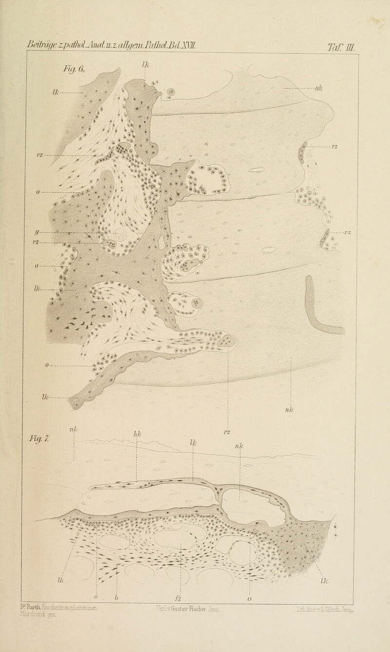 Bcitrckje z.pcdM.Anat. u.3. aUgeni.Pailiol£dJ\W. Ih Taf:m. Fig. 6.. Ik- lesJI* ^n^ ^i/____-___^^_ ^^%•. V^' .. V .9- . '•/ \ ■- ö- :^:.\ ik- r -- « t «/ . '' Fig. 7. DrEartKEMckesniransplaiitatianErL Mffi-iand gez. Vsrl.Y. Gustav Rscher