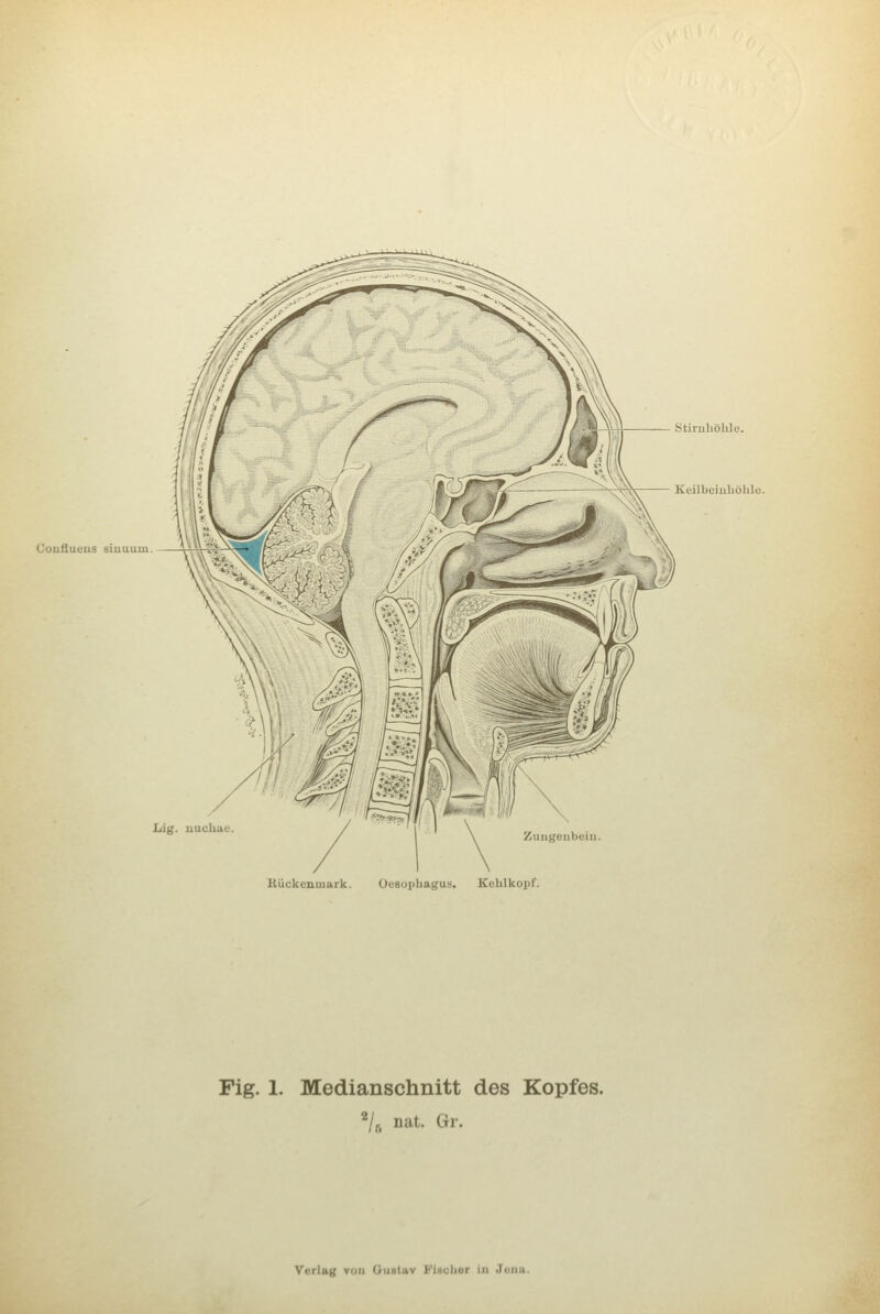 Couflueus siuuum. Stiiiihölüc. Keilbeiuhöhli; Lig. nuchae. Zungenbein. Bückenmark. Oesophagus. Kehlkopf. Fig. 1. Medianschnitt des Kopfes. '^/r, nat. Gr.