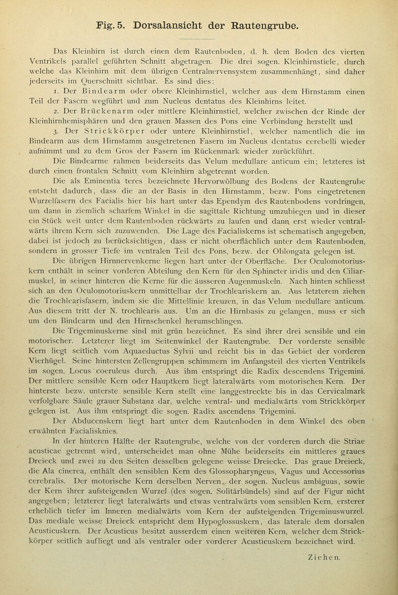 Fig. 5. Dorsalansicht der Rautengrube. Das Kleinhirn ist durch einen dem Rautenboden, d. h. dem Boden des vierten Ventrilcels parallel geführten Schnitt abgetragen. Die drei sogen. Kleinhirnstiele, durch welche das Kleinhirn mit dem übrigen Centralnervensystem zusammenhängt, sind daher jederseits im Querschnitt sichtbar. Es sind dies: 1. Der Bindearm oder obere Kleinhirnstiel, welcher aus dem Hirnstamm einen Teil der Fasern wegführt und zum Nucleus dentatus des Kleinhirns leitet. 2. Der Brückenarm oder mittlere Kleinhirnstiel, welcher zwischen der Rinde der Kleinhirnhemisphären und den grauen Massen des Pons eine Verbindung herstellt und 3. Der Strickkörper oder untere Kleinhirnstiel, welcher namentlich die im Bindearm aus dem Hirnstamm ausgetretenen Fasern im Nucleus dentatus cerebelli wieder aufnimmt und zu dem Gros der Fasern im Rückenmark wieder zurückführt. Die Bindearme rahmen beiderseits das Velum medulläre anticum ein; letzteres ist durch einen frontalen Schnitt vom Kleinhirn abgetrennt worden. Die als Eminentia teres bezeichnete Hervorwölbung des Bodens der Rautengrube entsteht dadurch, dass die an der Basis in den Hirnstamm, bezw. Pons eingetretenen Wurzelfasern des Facialis hier bis hart unter das Ependym des Rautenbodens vordringen, um dann in ziemlich scharfem Winkel in die sagittale Richtung umzubiegen und in dieser ein Stück weit unter dem Rautenboden rückwärts zu laufen und dann, erst wieder ventral- wärts ihrem Kern sich zuzuwenden. Die Lage des Facialiskems ist schematisch angegeben, dabei ist jedoch zu berücksichtigen, dass er nicht oberflächlich unter dem Rautenboden, sondern in grosser Tiefe im ventralen Teil des Pons, bezw. der Oblongata gelegen ist. Die übrigen Hirnnervenkeme liegen hart unter der Oberfläche. Der Oculomotorius- kern enthält in seiner vorderen Abteilung den Kern für den Sphincter iridis und. den Ciliar- muskel, in seiner hinteren die Kerne für die äusseren Augenmuskeln. Nach hinten schliesst sich an den Oculomotoriuskern unmittelbar der Trochleariskern an. Aus letzterem ziehen die Trochlearisfasern, indem sie die Mittellinie kreuzen, in das Velum medulläre anticum. Aus diesem tritt der N. trochlearis aus. Um an die Hirnbasis zu gelangen, muss er sich um den Bindearm und den Hirnschenkel herumschlingen. Die Trigeminuskerne sind mit grün bezeichnet. Es sind ihrer drei sensible und ein motorischer. Letzterer liegt im Seitenwinkel der Rautengrube. Der vorderste sensible Kern liegt seitlich vom Aquaeductus Sylvii und reicht bis in das Gebiet der vorderen Vierhügel. Seine hintersten Zellengruppen schimmern im Anfangsteil des vierten Ventrikels im sogen. Locus coeruleus durch. Aus ihm entspringt die Radix descendens Trigemini. Der mittlere sensible Kern oder Hauptkern liegt lateralwärts vom motorischen Kern. Der hinterste bezw. unterste sensible Kern stellt eine langgestreckte bis in das Cervicalmark verfolgbare Säule grauer Substanz dar, welche ventral- und medialwärts vom Strickkörper gelegen ist. Aus ihm entspringt die sogen. Radix ascendens Trigemini. Der Abducenskern liegt hart unter dem Rautenboden in dem Winkel des oben erwähnten Facialisknies. In der hinteren Hälfte der Rautengrube, welche von der vorderen durch die Striae acusticae getrennt wird, unterscheidet man ohne Mühe beiderseits ein mittleres graues Dreieck und zwei zu den Seiten desselben gelegene weisse Dreiecke. Das graue Dreieck, die Ala cinerea, enthält den sensiblen Kern des Glossopharyngeus, Vagus und Accessorius cerebralis. Der motorische Kern derselben Nerven,, der sogen. Nucleus ambiguus, sowie der Kern ihrer aufsteigenden Wurzel (des sogen. Solitärbündels) sind auf der Figur nicht angegeben; letzterer liegt lateralwärts und etwas ventralwärts vom sensiblen Kern, ersterer erheblich tiefer im Inneren medialwärts vom Kern der aufsteigenden Trigeminuswurzel. Das mediale weisse Dreieck entspricht dem Hypoglossuskern, das laterale dem dorsalen Acusticuskern. Der Acusticus besitzt ausserdem einen weiteren Kern, welcher dem Strick- körper seitlich aufliegt und als ventraler oder vorderer Acusticuskern bezeichnet wird.