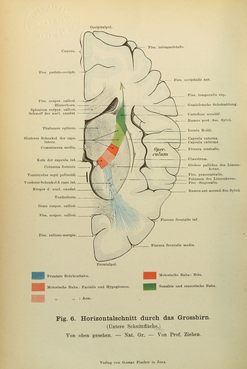 Occipitalpol. Piss. intraparietalis. Cuneus. Fiss parieto-ocoipit. Fiss. corpor. callosi. Hinterhorn. Splenimn corpor. callosi. Schweif des nucl. caudat Thalamus opticus. Hinterer Schenkel der caps. intern. Commissura media. Knie der Capsula int. Columna fornicis Ventriculus septi pellucidi. Vorderer Schenkel d. caps. int. Körper d. nucl. caudat. Vorderhorn. Genu corpor. callosi. Fiss. corpor. callosi. Fiss. calloso-margin. Fiss. occipitalis ant. Fiss. temporalis suji. Gratioletsche Sehstrahlung. Carrefour sensitif. Eamus post. fiss. Sylvii. Insula Eeilii. Capsula externa. Capsula extrema Fissura centralis. Claustrum. Globus pallidus des Linsen- kerns. Fiss. praecentralis. Putamen des Linsenkerns. Fiss diagonalis. Ramus ant. ascend. fiss. Sylvii. I'issura frontalis inf. Fissura frontalis media. Frontalpol. Froutale Brückenhahn. Motorische Bahn: Facialis und Hypoglossus. ,, : Arm. Motorische Bahn: Bein. Sensible und sensorische Bahn. Fig. 6. Horizontalschnitt durch das Grosshirn. (Untere Schnittfläche.) Von oben gesehen. — Nat. Gr. — Von Prof. Ziehen.