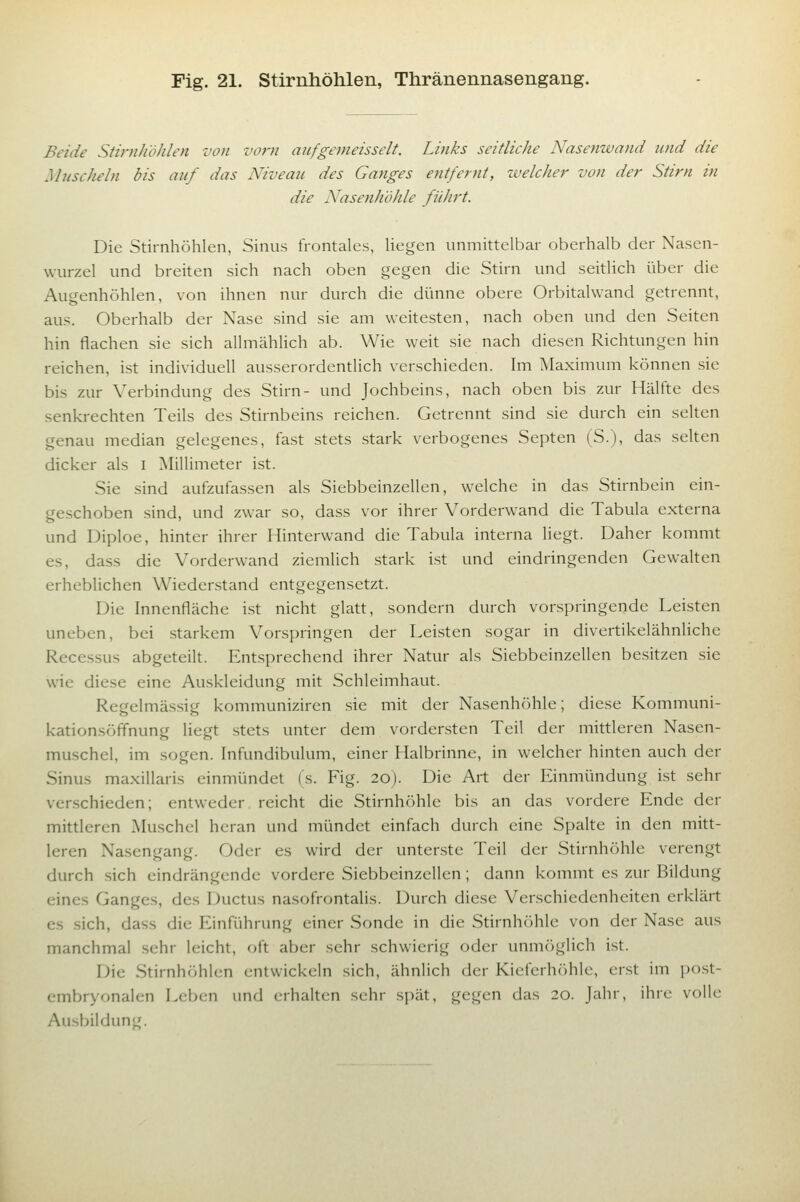 Beide Stirnhöhlen von vorn aiifgemeisselt. Links seitliche Nasenwand und die Muscheln bis auf das Niveau des Gatiges entfernt, tvelcher von der Stirn in die Nasenhöhle führt. Die Stirnhöhlen, Sinus frontales, liegen unmittelbar oberhalb der Nasen- wurzel und breiten sich nach oben gegen die Stirn und seitlich über die Augenhöhlen, von ihnen nur durch die dünne obere Orbitalwand getrennt, aus. Oberhalb der Nase sind sie am weitesten, nach oben und den Seiten hin flachen sie sich allmählich ab. Wie weit sie nach diesen Richtungen hin reichen, ist individuell ausserordentlich verschieden. Im Maximum können sie bis zur Verbindung des Stirn- und Jochbeins, nach oben bis zur Hälfte des senkrechten Teils des Stirnbeins reichen. Getrennt sind .sie durch ein selten genau median gelegenes, fast stets stark verbogenes Septen (S.), das selten dicker als i Millimeter ist. Sie sind aufzufassen als Siebbeinzellen, welche in das Stirnbein ein- geschoben sind, und zwar so, dass vor ihrer Vorderwand die Tabula externa und Diploe, hinter ihrer Hinterwand die Tabula interna liegt. Daher kommt es, dass die Vorderwand ziemlich .stark ist und eindringenden Gewalten erheblichen Wiederstand entgegensetzt. Die Innenfläche ist nicht glatt, sondern durch vorspringende Leisten uneben, bei starkem Vorspringen der Leisten sogar in divertikelähnliche Recessus abgeteilt. Entsprechend ihrer Natur als Siebbeinzellen besitzen .sie wie diese eine Auskleidung mit Schleimhaut. Regelmässig kommuniziren sie mit der Nasenhöhle; diese Kommuni- kationsöffnung liegt stets unter dem vordersten Teil der mittleren Nasen- muschel, im sogen. Infundibulum, einer Halbrinne, in welcher hinten auch der Sinus maxillaris einmündet (s. Fig. 20). Die Art der Einmündung ist sehr venschieden; entweder reicht die Stirnhöhle bis an das vordere Ende der mittleren Muschel heran und mündet einfach durch eine Spalte in den mitt- leren Nasengang. Oder es wird der unter.ste Teil der Stirnhöhle verengt durch sich eindrängende vordere Siebbeinzellen; dann kommt es zur Bildung eines Ganges, des Ductus nasofrontalis. Durch diese Verschiedenheiten erklärt es sich, dass die Einführung einer Sonde in die Stirnhöhle von der Nase aus manchmal .sehr leicht, oft aber sehr schwierig oder unmöglich ist. Die Stirnhöhlen entwickeln sich, ähnlich der Kieferhöhle, erst im po.st- embryonalen Leben und erhalten sehr spät, gegen das 20. Jahr, ihre volle Ausbildung.