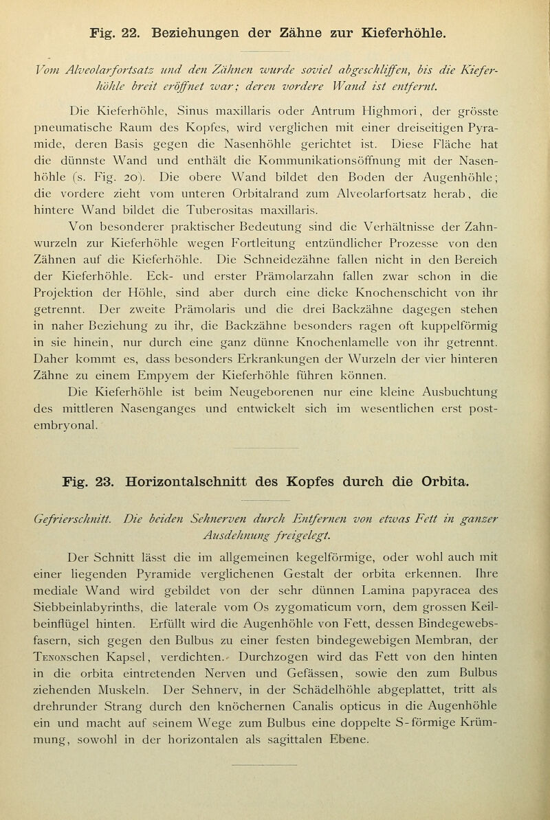 Vom Alveolarfoi'tsatz und den Zähnen wurde soviel abgeschliffen, bis die Kiefer- hohle breit eröffnet war; deren vordere Wand ist entfernt. Die Kieferhöhle, Sinus maxillaris oder Antrum Highmori, der grösste pneumatische Raum des Kopfes, wird vergHchen mit einer dreiseitigen Pyra- mide, deren Basis gegen die Nasenhöhle gerichtet ist. Diese Fläche hat die dünnste Wand und enthält die Kommunikationsöffnung mit der Nasen- höhle (s. Fig. 20). Die obere Wand bildet den Boden der Augenhöhle; die vordere zieht vom unteren Orbitalrand zum Alveolarfortsatz herab, die hintere Wand bildet die Tuberositas maxillaris. Von besonderer praktischer Bedeutung sind die Verhältnisse der Zahn- wurzeln zur Kieferhöhle wegen Fortleitung entzündlicher Prozesse von den Zähnen auf die Kieferhöhle. Die Schneidezähne fallen nicht in den Bereich der Kieferhöhle. Eck- und erster Prämolarzahn fallen zwar schon in die Projektion der Höhle, sind aber durch eine dicke Knochenschicht von ihr getrennt. Der zweite Prämolaris und die drei Backzähne dagegen stehen in naher Beziehung zu ihr, die Backzähne besonders ragen oft kuppeiförmig in sie hinein, nur durch eine ganz dünne Knochenlamelle von ihr getrennt. Daher kommt es, dass besonders Erkrankungen der Wurzeln der vier hinteren Zähne zu einem Empyem der Kieferhöhle führen können. Die Kieferhöhle ist beim Neugeborenen nur eine kleine Ausbuchtung des mittleren Nasenganges und entwickelt sich im wesentlichen erst post- embryonal. Fig. 23. Horizontalschnitt des Kopfes durch die Orbita. Gefrierschnitt. Die beiden Sehnerven durch Entfernen von etwas Fett in ganzer Ausdehnung freigelegt. Der Schnitt lässt die im allgemeinen kegelförmige, oder wohl auch mit einer liegenden Pyramide verglichenen Gestalt der orbita erkennen. Ihre mediale Wand wird gebildet von der sehr dünnen Lamina papyracea des Siebbeinlabyrinths, die laterale vom Os zygomaticum vorn, dem grossen Keil- beinflügel hinten. Erfüllt wird die Augenhöhle von Fett, dessen Bindegewebs- fasern, sich gegen den Bulbus zu einer festen bindegewebigen Membran, der TENONschen Kapsel, verdichten.- Durchzogen wird das Fett von den hinten in die orbita eintretenden Nerven und Gefässen, sowie den zum Bulbus ziehenden Muskeln. Der Sehnerv, in der Schädelhöhle abgeplattet, tritt als drehrunder Strang durch den knöchernen Canalis opticus in die Augenhöhle ein und macht auf seinem Wege zum Bulbus eine doppelte S-förmige Krüm- mung, sowohl in der horizontalen als sagittalen Ebene.