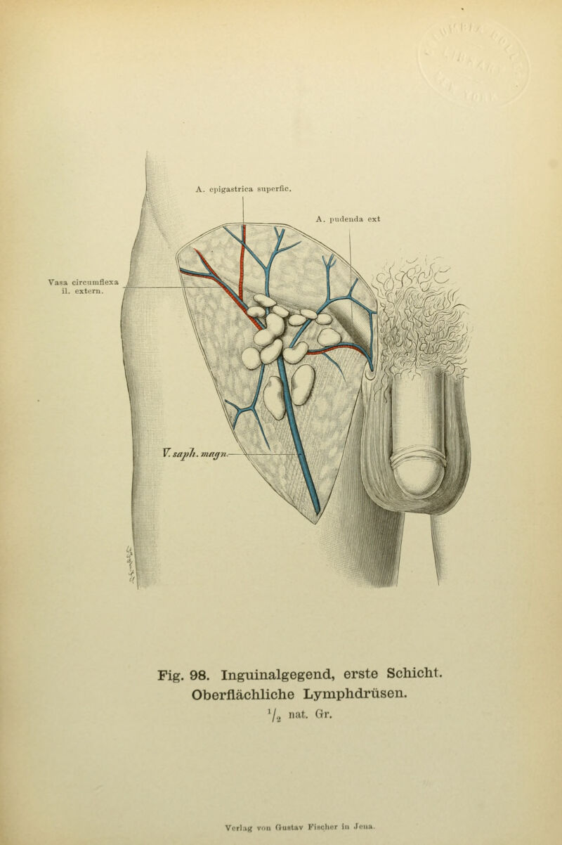 A. eiiigastrica superflc A. pudeuda ext Vasa circuinflexa il. extern. Fig. 98. Inguinalgegend, erste Schicht. Oberflächliche Lymphdrüsen. '/g nat. Gr.