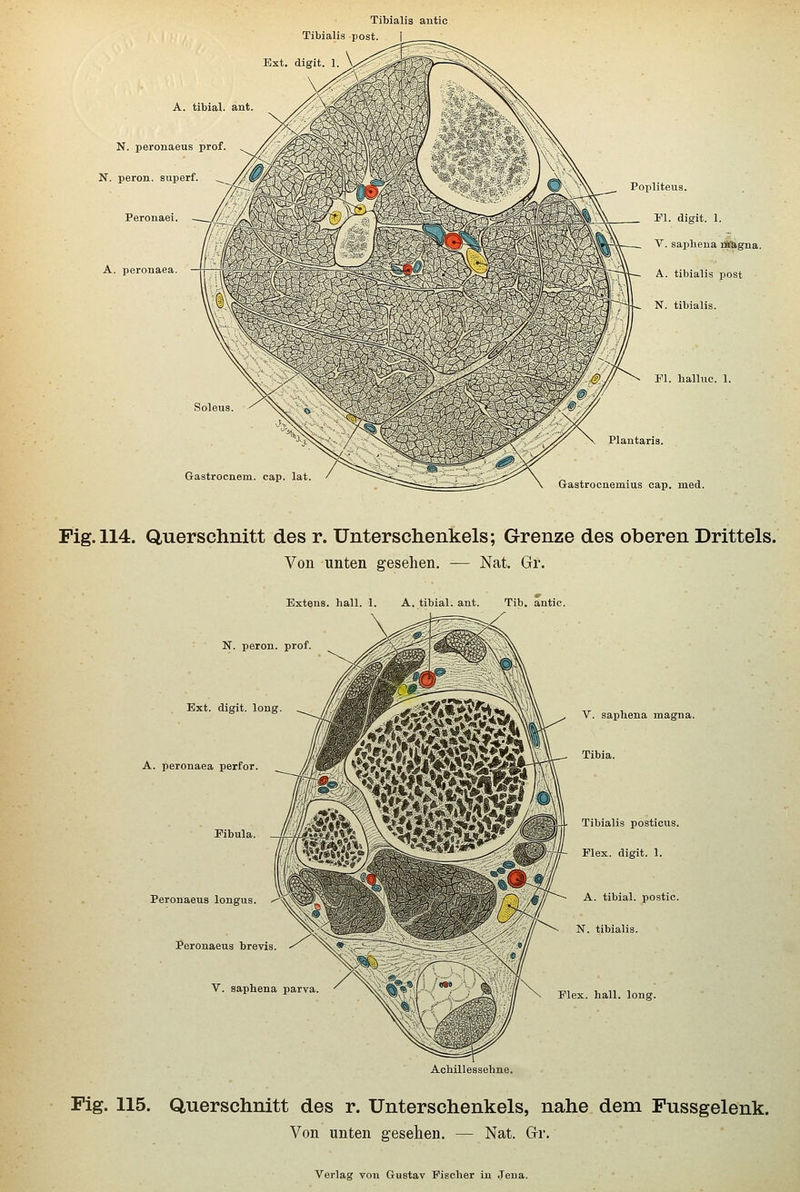 Tibialis antic Tibialis post. 1 Ext. digit. 1. A. tibial ant N. peronaeus prof N. peron. superf ^ Peronaei. A. peronaea. Popliteus. Fl. digit. 1. V. saphena Äagna. A. tibialis post N. tibialis. Fl. halluc. 1. Soleus Gastrocnem. cap. lat. Plantaris. Gastrocnemlus cap. med. Fig. 114. Querschnitt des r. Unterschenkels; Grenze des oberen Drittels. Von unten gesehen. — Nat. Gr. Extens. hall. 1. A. tibial. ant. Tib. antic. N. peron Ext. digit. long A. peronaea perfor. Peronaeus longus. Peronaeus brevis. V. saphena parva V. saphena magna. Tibia. Tibialis posticus. Elex, digit. 1. A. tibial. postic. N. tibialis. Elex. hall. long. Achillessehne. Fig. 115. Querschnitt des r. Unterschenkels, nahe dem Fussgelenk. Von unten gesehen. — Nat. Grr.