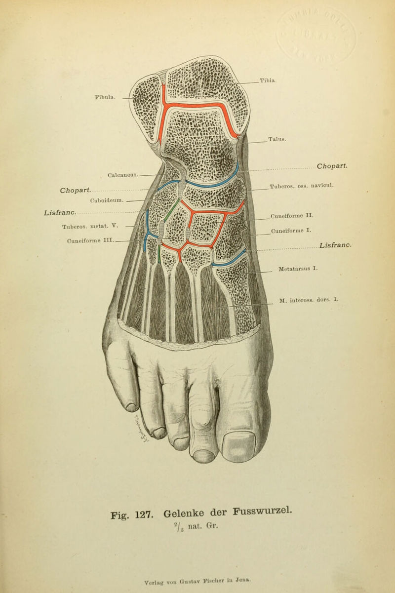 Tibia. Fibula. Chopart. fiiboideum Lisfranc. Tuberos, iiietat. V. Cuneiforrae III. Chopart. Tuberos. oss. navicul. Lisfranc. M. interosB. dors. I. Fig. 127. Gelenke der Fusswurzel. ■j., nat. Gr. Verla« VOM (iiiHtav VUv\uir in Jüiia.