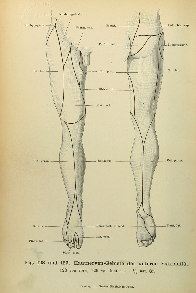 Lumboinguinalis. Iliohypogastr. Sperm. ext. Sacral. . Cut. clun. sup. Perfor. pud. -Ilioliypogastr. Cut. lat Cut. post. Obturator. Cut. lat. Cut. peron Suralis Plant, lat. Plant, med. Saphenus. . Per.superf. PI. med. Per. prof. -Cut. peron. .Plant, lat. Fig. 128 und 129. Hautnerven-Gebiete der unteren Extremität. 128 von vorn, 129 von liinten. — ^/g nat. Gr.