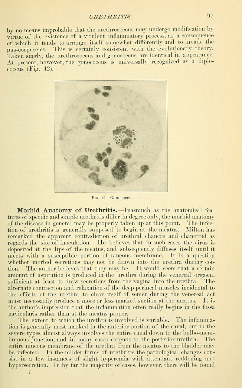 by no means improbable that the urethrococcus may undergo modification by virtue of the existence of a virulent inflammatory process, as a consequence of which it tends to arrange itself somewhat differently and to invade the pus-corpuscles. This is certainly consistent with the evolutionary theory. Taken singly, the urethrococcus and gonococcus are identical in appearance. At present, however, the gonococcus is universally recognized as a diplo- coccus (Fig. 42). Fig. 42.—Gonococci. Morbid Anatomy of Urethritis.—Inasmuch as the anatomical fea- tures of specific and simple urethritis differ in degree only, the morbid anatomy of the disease in general may be properly taken up at this point. The infec- tion of urethritis is generally supposed to begin at the meatus. Milton has remarked the apparent contradiction of urethral chancre and chancroid as regards the site of inoculation. He believes that in such cases the virus is deposited at the lips of the meatus, and subsequently diffuses itself until it meets with a susceptible portion of mucous membrane. It is a question whether morbid secretions may not be drawn into the urethra during coi- tion. The author believes that they may be. It would seem that a certain amount of aspiration is produced in the urethra during the venereal orgasm, sufficient at least to draw secretions from the vagina into the urethra. The alternate contraction and relaxation of the deep perineal muscles incidental to the efforts of the urethra to clear itself of semen during the venereal act must necessarily produce a more or less marked suction at the meatus. It is the author's impression that the inflammation often really begins in the fossa navicularis rather than at the meatus proper. The extent to which the urethra is involved is variable. The inflamma- tion is generally most marked in the anterior portion of the canal, but in the severe types almost always involves the entire canal down to the bulbo-mem- branous junction, and in many cases extends to the posterior urethra. The entire mucous membrane of the urethra from the meatus to the bladder may be infected. In the milder forms of urethritis the pathological changes con- sist in a few instances of slight hyperemia with attendant reddening and hypersecretion. In by far the majority of cases, however, there will be found 7