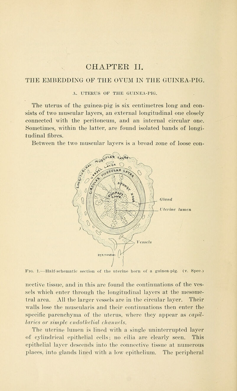 THE EMBEDDING OF THE OVUM IN THE GUINEA-PIG. A. UTERUS OF THE GUINEA-PIG. The uterus of the guinea-pig is six centimetres long and con- sists of two muscular layers, an external longitudinal one closely connected with the peritoneum, and an internal circular one. Sometimes, within the latter, are found isolated bands of longi- tudinal fibres. Between the two muscular layers is a broad zone of loose con- Qland Uterine lumen Fig. 1.—Half-schematic section of the uterine horn of a guinea-pig. (v. Spee.) nective tissue, and in this are found the continuations of the ves- sels which enter through the longitudinal layers at the mesome- tral area. All the larger vessels are in the circular layer. Their walls lose the muscularis and their continuations then enter the specific parenchyma of the uterus, where they appear as capil- laries or simple endothelial channels. The uterine lumen is lined with a single uninterrupted layer of cylindrical epithelial cells; no cilia are clearly seen. This epithelial layer descends into the connective tissue at numerous places, into glands lined with a low epithelium. The peripheral