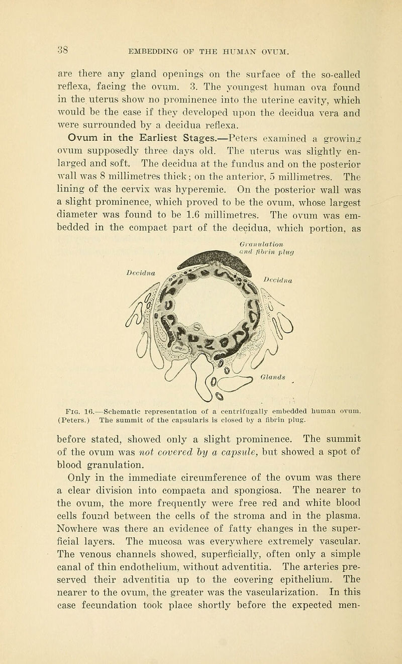 are there any gland openings on the surface of the so-called reflexa, facing the ovum. 3. The youngest human ova found in the uterus show no prominence into the uterine cavity, which would be the case if they developed upon the decidua vera and were surrounded by a decidua reflexa. Ovum in the Earliest Stages.—Peters examined a growing- ovum supposedly three clays old. The uterus was slightly en- larged and soft. The decidua at the fundus and on the posterior wall was 8 millimetres thick; on the anterior, 5 millimetres. The lining of the cervix was hyperemia. On the posterior wall was a slight prominence, which proved to be the ovum, whose largest diameter was found to be 1.6 millimetres. The ovum was em- bedded in the compact part of the decidua, which portion, as Granulation and fibrin plug Decidna 0 (y I frv—~—:i ' {^ Fig. 16.—Schematic representation of a centrifugally embedded human ovum. (Peters.) The summit of the capsularis is closed by a fibrin plug. before stated, showed only a slight prominence. The summit of the ovum was not covered by a capsule, but showed a spot of blood granulation. Only in the immediate circumference of the ovum was there a clear division into compacta and spongiosa. The nearer to the ovum, the more frequently were free red and white blood cells found between the cells of the stroma and in the plasma. Nowhere was there an evidence of fatty changes in the super- ficial layers. The mucosa was everywhere extremely vascular. The venous channels showed, superficially, often only a simple canal of thin endothelium, without adventitia. The arteries pre- served their adventitia up to the covering epithelium. The nearer to the ovum, the greater was the vascularization. In this case fecundation took place shortly before the expected men-