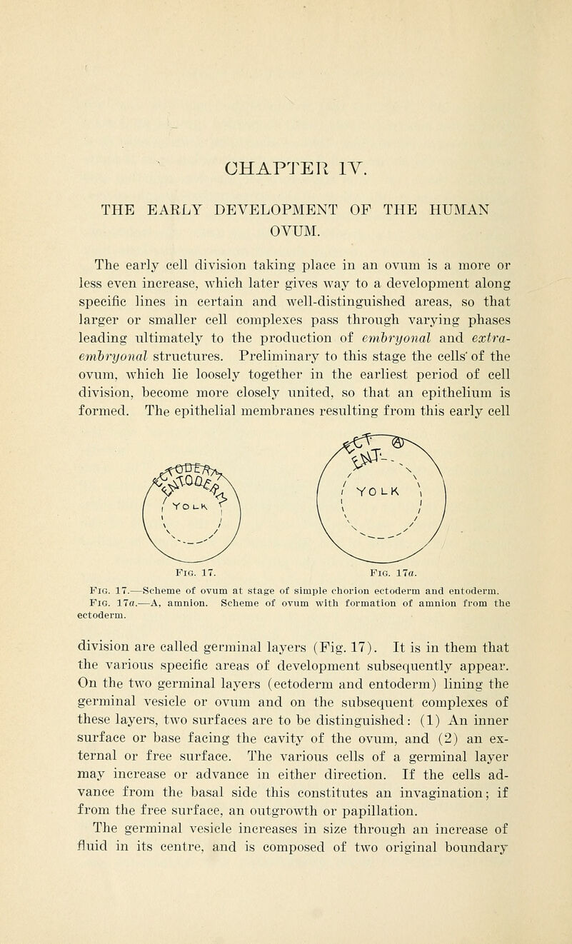 THE EARLY DEVELOPMENT OF THE HUMAN OVUM. The early cell division taking place in an ovum is a more or less even increase, which later gives way to a development along specific lines in certain and well-distinguished areas, so that larger or smaller cell complexes pass through varying phases leading ultimately to the production of embryonal and extra- embryonal structures. Preliminary to this stage the cells' of the ovum, which lie loosely together in the earliest period of cell division, become more closely united, so that an epithelium is formed. The epithelial membranes resulting from this early cell Fig. 17. Fig. 17a. Fig. 17.—Scheme of ovum at stage of simple chorion ectoderm and entoderm. Fig. 17a.—A, amnion. Scheme of ovum with formation of amnion from the ectoderm. division are called germinal layers (Fig. 17). It is in them that the various specific areas of development subsequently appear. On the two germinal layers (ectoderm and entoderm) lining the germinal vesicle or ovum and on the subsequent complexes of these layers, two surfaces are to be distinguished: (1) An inner surface or base facing the cavity of the ovum, and (2) an ex- ternal or free surface. The various cells of a germinal layer may increase or advance in either direction. If the cells ad- vance from the basal side this constitutes an invagination; if from the free surface, an outgrowth or papulation. The germinal vesicle increases in size through an increase of fluid in its centre, and is composed of two original boundary