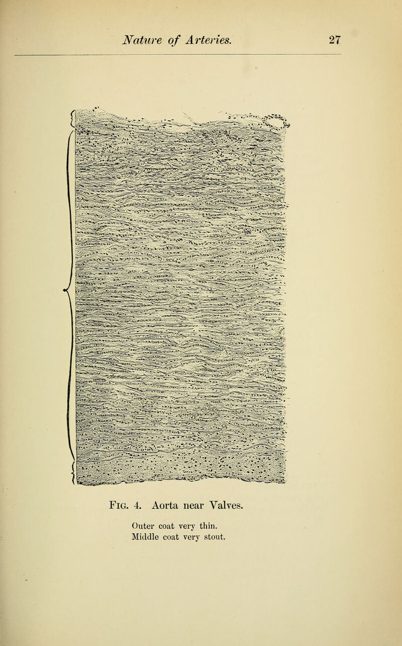 Fig. 4. Aorta near Valves. Outer coat very thin. Middle coat very stout.