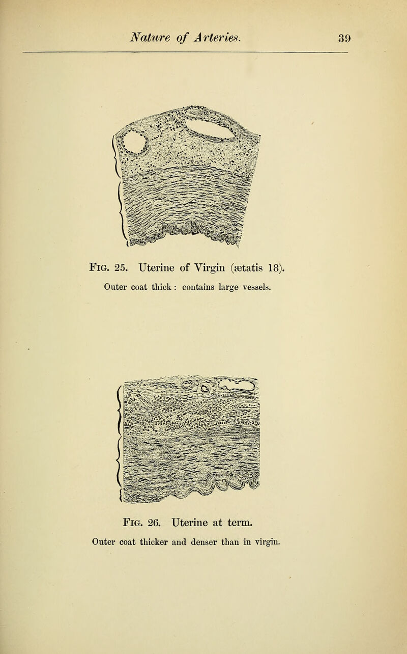 Fig. 25. Uterine of Virgin (setatis 18). Outer coat thick : contains large vessels. Fig. 26. Uterine at term. Outer coat thicker and denser than in virgin.