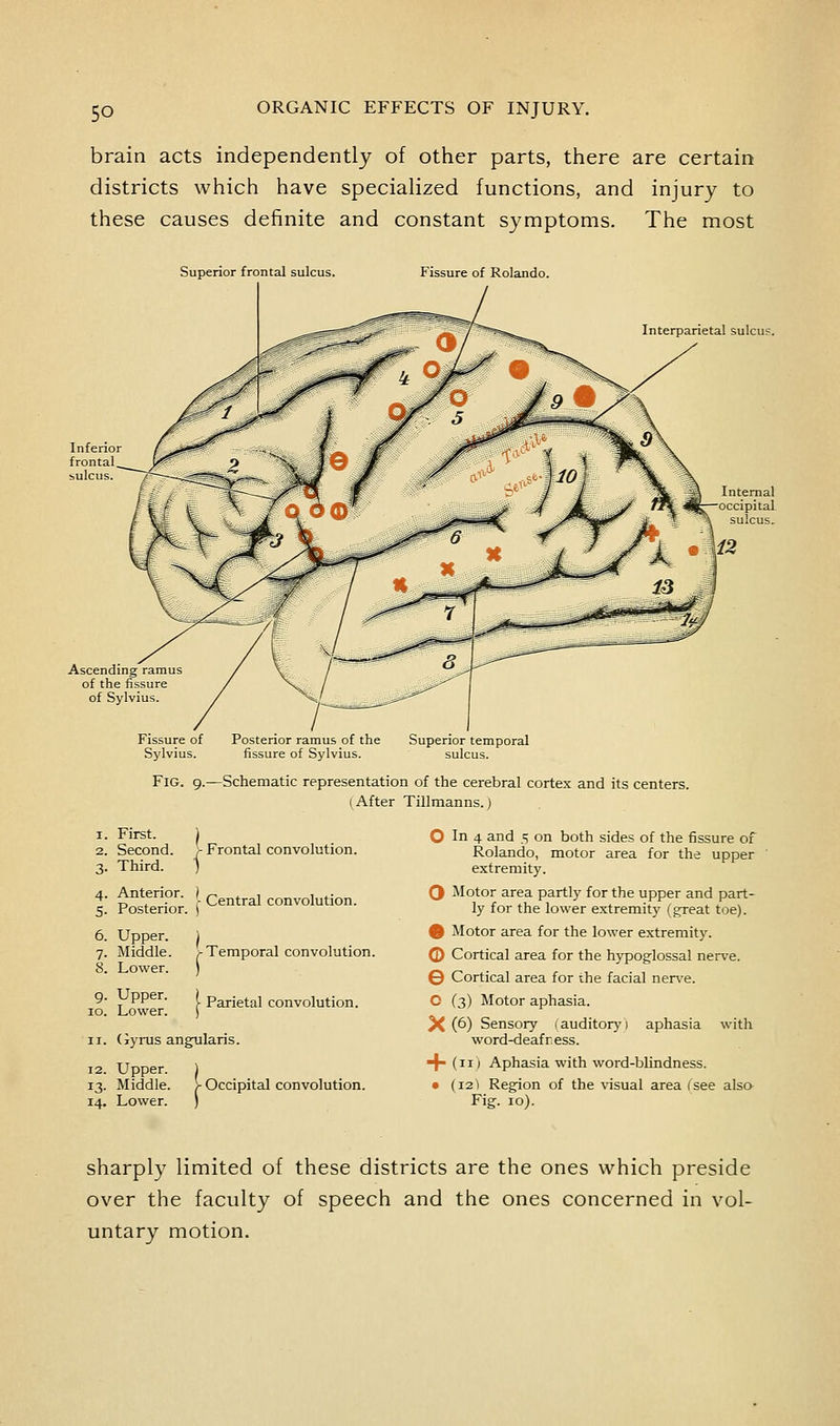 brain acts independently of other parts, there are certain districts which have specialized functions, and injury to these causes definite and constant symptoms. The most Superior frontal sulcus. Fissure of Rolando. Interparietal sulcus Ascending ramus of the fissure of Sylviub. Fissure of Sylvius. Posterior ramus of the fissure of Sylvius. Superior temporal sulcus. Fig. 9.—Schematic representation of the cerebral cortex and its centers. (After Tillmanns.) 1. First. ) 2. Second. > Frontal convolution. 3. Third. ) 4. Anterior. 5. Posterior. 6. Upper. 7. Middle. 8. Lower. g. Upper. 10. Lower. Central convolution. -Temporal convolution. Parietal convolution. 11. (jyrus angularis. 12. Upper. ) 13. Middle. > Occipital convolution. 14. Lower. ) O In 4 and 5 on both sides of the fissure of Rolando, motor area for the upper extremity. Q Motor area partly for the upper and part- ly for the lower extremity (great toe). % Motor area for the lower extremity. © Cortical area for the hypog;lossal nerve. © Cortical area for the facial ner\'e. O (3) Motor aphasia. X (6) Sensory (auditor)') aphasia with word-deafness. ■f» (11) Aphasia with word-blindness. • (i2'l Region of the visual area (see also Fig. 10). sharply limited of these districts are the ones which preside over the faculty of speech and the ones concerned in vol- untary motion.