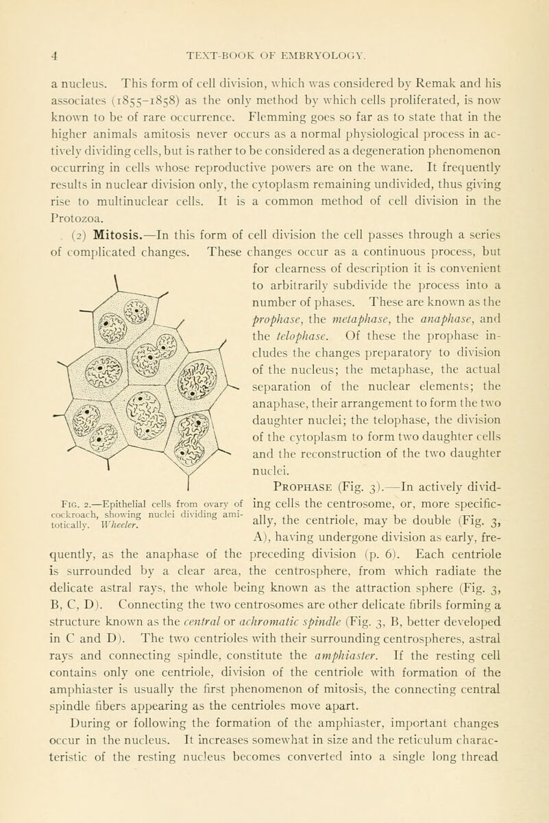 a nucleus. This form of cell division, whicli was considered by Remal: and iiis associates (1855-1858) as the only method by which cells proliferated, is now known to be of rare occurrence. Flemming goes so far as to state that in the higher animals amitosis never occurs as a normal physiological process in ac- tively dividing cells, but is rather to be considered as a degeneration phenomenon occurring in cells whose reproductive powers are on the wane. It frequently results in nuclear division only, the cytoplasm remaining undivided, thus giving rise to multinuclear cells. It is a common method of cell division in the Protozoa. . (2) Mitosis.—In this form of cell division the cell passes through a series of complicated changes. These changes occur as a continuous process, but for clearness of description it is convenient to arbitrarily subdivide the process into a number of phases. These are known as the prophase, the metaphase, the anaphase, and the telophase. Of these the prophase in- cludes the changes preparatory to division of the nucleus; the metaphase, the actual separation of the nuclear elements; the anaphase, their arrangement to form the two daughter nuclei; the telophase, the division of the cytoplasm to form two daughter cells and the reconstruction of the two daughter nuclei. Prophase (Fig. 3).—In actively divid- FiG. 2.—Epithelial cells from ovary of ing cells the centrOSOme, or, more specific- cockroach, showing nuclei dividing ami- u j^u ». ■ 1 u j ui /t^- toticaliy. Wheeler ally, the centriole, may be double (Fig. 3, A), having undergone division as early, fre- quently, as the anaphase of the preceding division (p. 6). Each centriole is surrounded by a clear area, the centrosphere, from which radiate the delicate astral rays, the whole being known as the attraction sphere (Fig. 3, B, C, D). Connecting the two centrosomes are other delicate fibrils forming a structure known as the central or achromatic spindle (Fig. 3, B, better developed in C and D). The two centrioles with their surrounding centrospheres, astral rays and connecting spindle, constitute the amphiaster. If the resting cell contains only one centriole, division of the centriole with formation of the amphiaster is usually the first phenomenon of mitosis, the connecting central spindle fibers appearing as the centrioles move apart. During or following the formation of the amphiaster, important changes occur in the nucleus. It Increases somewhat in size and the reticulum charac- teristic of the resting nucleus becomes converted into a single long thread