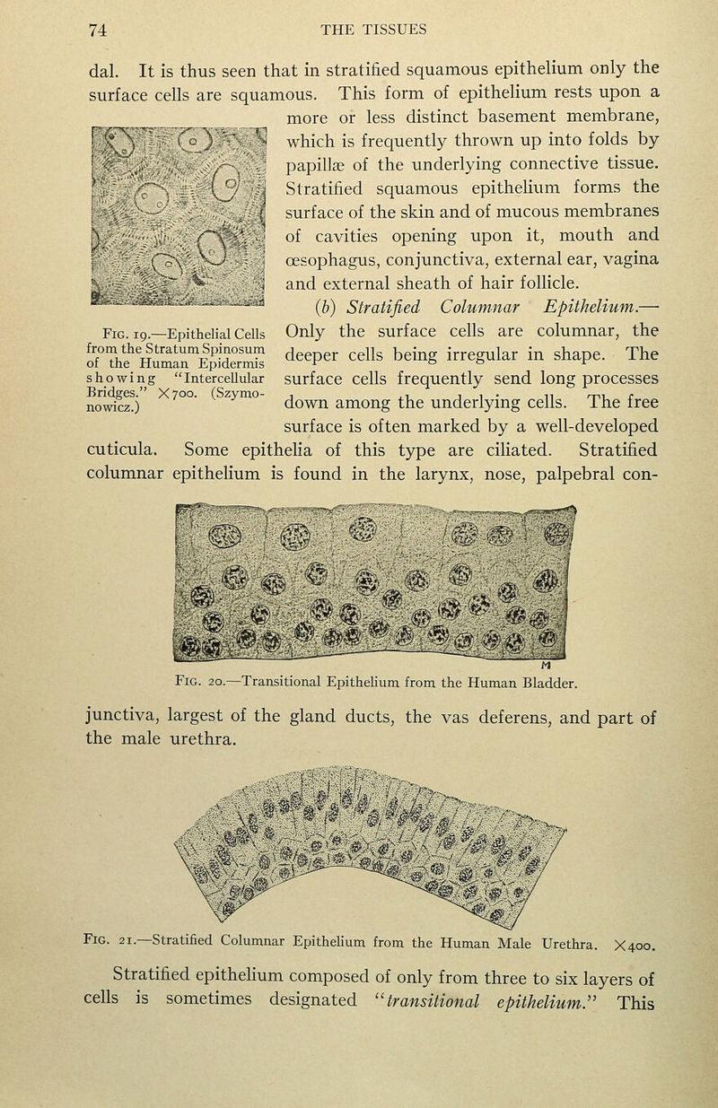 dal. It is thus seen that in stratified squamous epithelium only the surface cells are squamous. This form of epithelium rests upon a more or less distinct basement membrane, which is frequently thrown up into folds by papillae of the underlying connective tissue. Stratified squamous epithelium forms the surface of the skin and of mucous membranes of cavities opening upon it, mouth and oesophagus, conjunctiva, external ear, vagina and external sheath of hair follicle. (b) Stratified Columnar Epithelium.— Only the surface cells are columnar, the deeper cells being irregular in shape. The surface cells frequently send long processes down among the underlying cells. The free surface is often marked by a well-developed cuticula. Some epithelia of this type are ciliated. Stratified columnar epithelium is found in the larynx, nose, palpebral con- Fig. 19.—Epithelial Cells from the Stratum Spinosum of the Human Epidermis showing Intercellular Bridges. X700. (Szymo- nowicz.) —^-w^ : ^) ^i' .^1 Fig. 20.—Transitional Epithelium from the Human Bladder. junctiva, largest of the gland ducts, the vas deferens, and part of the male urethra. Fig. 21.—Stratified Columnar Epithelium from the Human Male Urethra. X400, Stratified epithelium composed of only from three to six layers of cells is sometimes designated ''transitional epithelium.'' This