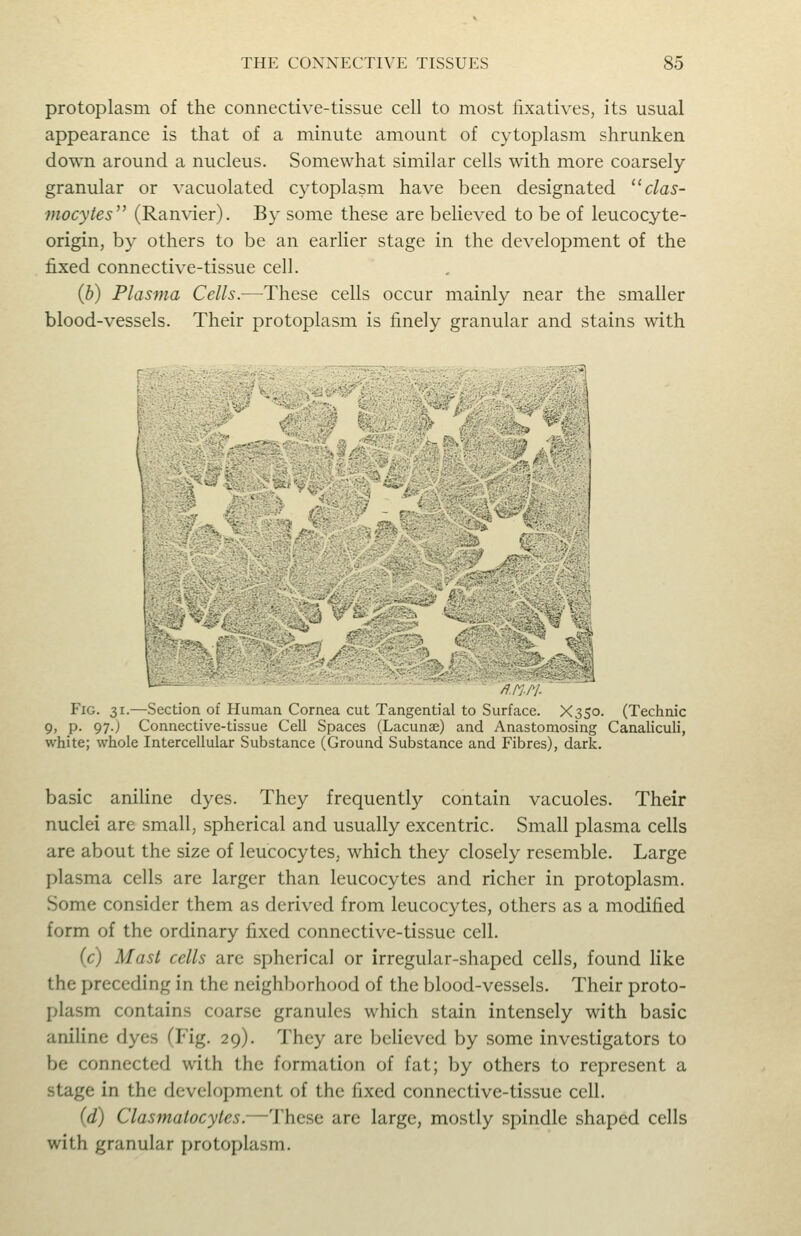 protoplasm of the connective-tissue cell to most fixatives, its usual appearance is that of a minute amount of cytoplasm shrunken down around a nucleus. Somewhat similar cells with more coarsely- granular or vacuolated cytoplasm have been designated clas- mocytes (Ranvier). By some these are believed to be of leucocyte- origin, by others to be an earlier stage in the development of the fixed connective-tissue cell. {h) Plasma Cells.—These cells occur mainly near the smaller blood-vessels. Their protoplasm is finely granular and stains with Fig. 31.—Section ot Human Cornea cut Tangential to Surface. X350. (Technic 9, p. 97.) Connective-tissue Cell Spaces (Lacunae) and Anastomosing Canaliculi, white; whole Intercellular Substance (Ground Substance and Fibres), dark. basic aniline dyes. They frequently contain vacuoles. Their nuclei are small, spherical and usually excentric. Small plasma cells are about the size of leucocytes, which they closely resemble. Large plasma cells are larger than leucocytes and richer in protoplasm. Some consider them as derived from leucocytes, others as a modified form of the ordinary fixed connective-tissue cell. (c) Mast cells are spherical or irregular-shaped cells, found like the preceding in the neighborhood of the blood-vessels. Their proto- plasm contains coarse granules which stain intensely with basic aniline dyes (Fig. 29). They are bcHeved by some investigators to be connected with the formation of fat; by others to represent a stage in the development of the fixed connective-tissue cell. (d) Clasmalocyles.—These are large, mostly spindle shaped cells with granular protoplasm.