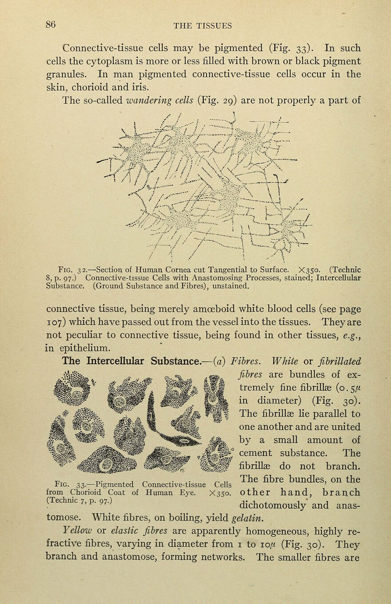 Connective-tissue cells may be pigmented (Fig. 33). In such cells the cytoplasm is more or less filled with brown or black pigment granules. In man pigmented connective-tissue cells occur in the skin, chorioid and iris. The so-called wandering cells (Fig. 29) are not properly a part of ■i y , _^ -1 t , ,. i '•'■^' : ■''.■■■?■-■ ;'■— Jj, ^•f A / T , //t / i ,? V //'■■, \ \ ^' Z:^, -Ts \ ^ \\ X < .. / Fig. 32.—Section of Human Cornea cut Tangential to Surface. X350. (Technic 8, p. 97.) Connective-tissue Cells with Anastomosing Processes, stained; Intercellular Substance. (Ground Substance and Fibres), unstained. connective tissue, being merely amoeboid white blood cells (see page 107) which have passed out from the vessel into the tissues. They are not pecuHar to connective tissue, being found in other tissues, e.g., in epithelium. The Intercellular Substance.—(a) Fibres. White or fihrillated •?«•'■:••!••:- - — fibres are bundles of ex- tremely fine fibrillae (o. 5// in diameter) (Fig. 30). The fibrillae He parallel to one another and are united by a small amount of cement substance. The fibrillae do not branch. The fibre bundles, on the other hand, branch dichotomously and anas- tomose. White fibres, on boihng, yield gelatin. Yellow or elastic fibres are apparently homogeneous, highly re- fractive fibres, varying in diameter from i to 10// (Fig. 30). They branch and anastomose, forming networks. The smaller fibres are ''■'SS^>*'rI- Fig. 2)3-—Pigmented Connective-tissue Cells from Chorioid Coat of Human Eye. X350. (Technic 7, p. 97.)