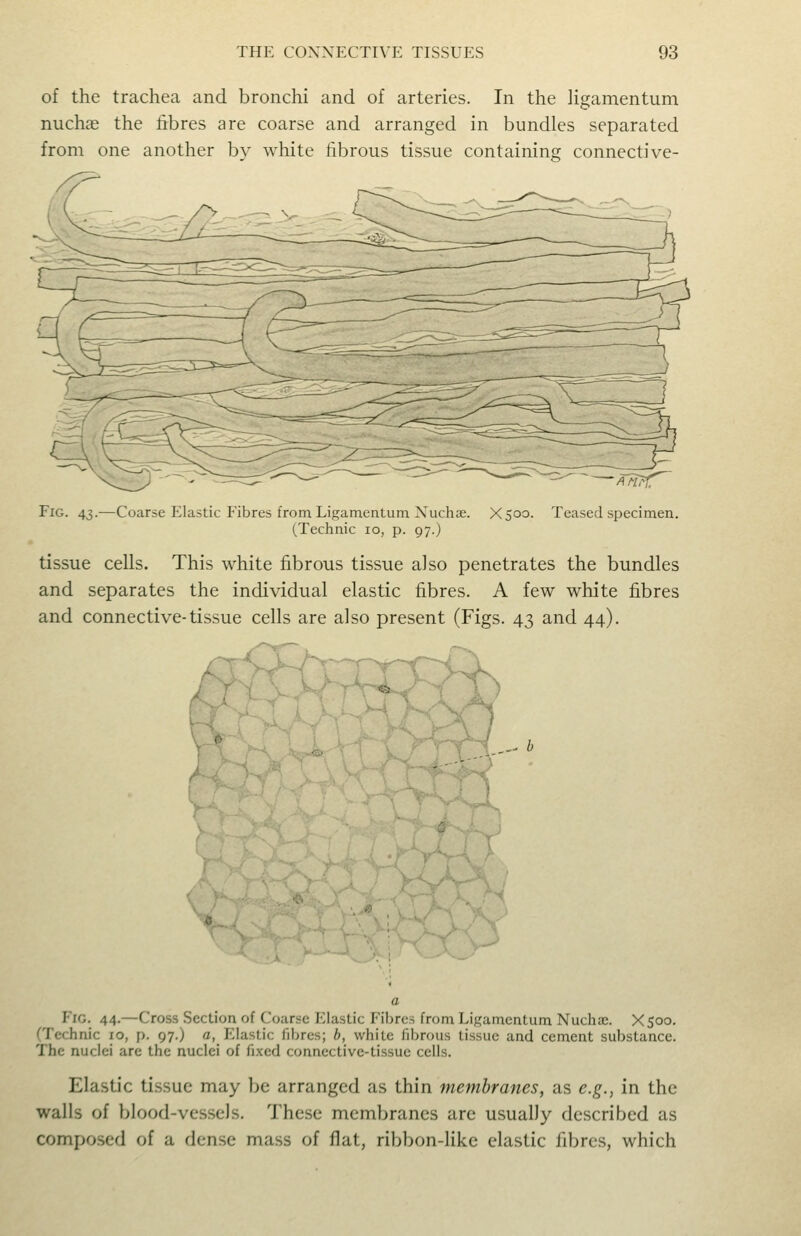 of the trachea and bronchi and of arteries. In the ligamentum nuchas the fibres are coarse and arranged in bundles separated from one another by white fibrous tissue containino; connective- FiG. 43.—Coarse Elastic Fibres from Ligamentum Xuchie. Xsoo. Teased specimen. (Technic 10, p. 97.j tissue cells. This white fibrous tissue also penetrates the bundles and separates the individual elastic fibres. A few white fibres and connective-tissue cells are also present (Figs. 43 and 44). ( .,- h V>- Fig. 44.—Cross Section of Coarse Elastic Fibres from Ligamentum Nuchae. Xsoo. CTechnic 10, p. 97.) a, Elastic fibres; b, white fibrous tissue and cement substance. The nuclei arc the nuclei of fixed connective-tissue cells. Elastic tissue may be arranged as thin membranes, as e.g., in the walls of blood-vessels. These membranes are usually described as composed of a dense mass of flat, ribbon-like elastic fibres, which