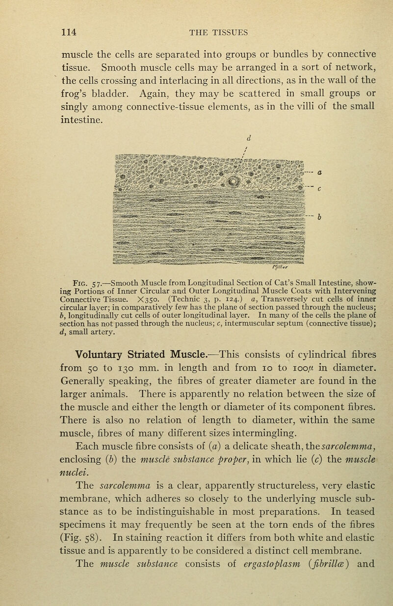 muscle the cells are separated into groups or bundles by connective tissue. Smooth muscle cells may be arranged in a sort of network, the cells crossing and interlacing in all directions, as in the wall of the frog's bladder. Again, they may be scattered in small groups or singly among connective-tissue elements, as in the villi of the small intestine. - a  c Fig. 57.—Smooth Muscle from Longitudinal Section of Cat's Small Intestine, show- ing Portions of Inner Circular and Outer Longitudinal Muscle Coats with Intervening Connective Tissue. X350. (Technic 3, p. 124.) a, Transversely cut cells of inner circular layer; in comparatively few has the plane of section passed through the nucleus; b, longitudinally cut cells of outer longitudinal layer. In many of the cells the plane of section has not passed through the nucleus; c, intermuscular septum (connective tissue); d, smaU artery. Voluntary Striated Muscle.—This consists of cylindrical fibres from 50 to 130 mm. in length and from 10 to loops- in diameter. Generally speaking, the fibres of greater diameter are found in the larger animals. There is apparently no relation between the size of the muscle and either the length or diameter of its component fibres. There is also no relation of length to diameter, within the same muscle, fibres of many different sizes intermingling. Each muscle fibre consists of (a) a delicate sheath, thesarcolemma, enclosing (b) the muscle substance proper, in which lie (c) the muscle nuclei. The sarcolemma is a clear, apparently structureless, very elastic membrane, which adheres so closely to the underlying muscle sub- stance as to be indistinguishable in most preparations. In teased specimens it may frequently be seen at the torn ends of the fibres (Fig. 58). In staining reaction it differs from both white and elastic tissue and is apparently to be considered a distinct cell membrane. The muscle substance consists of ergastoplasm (fibrillce) and