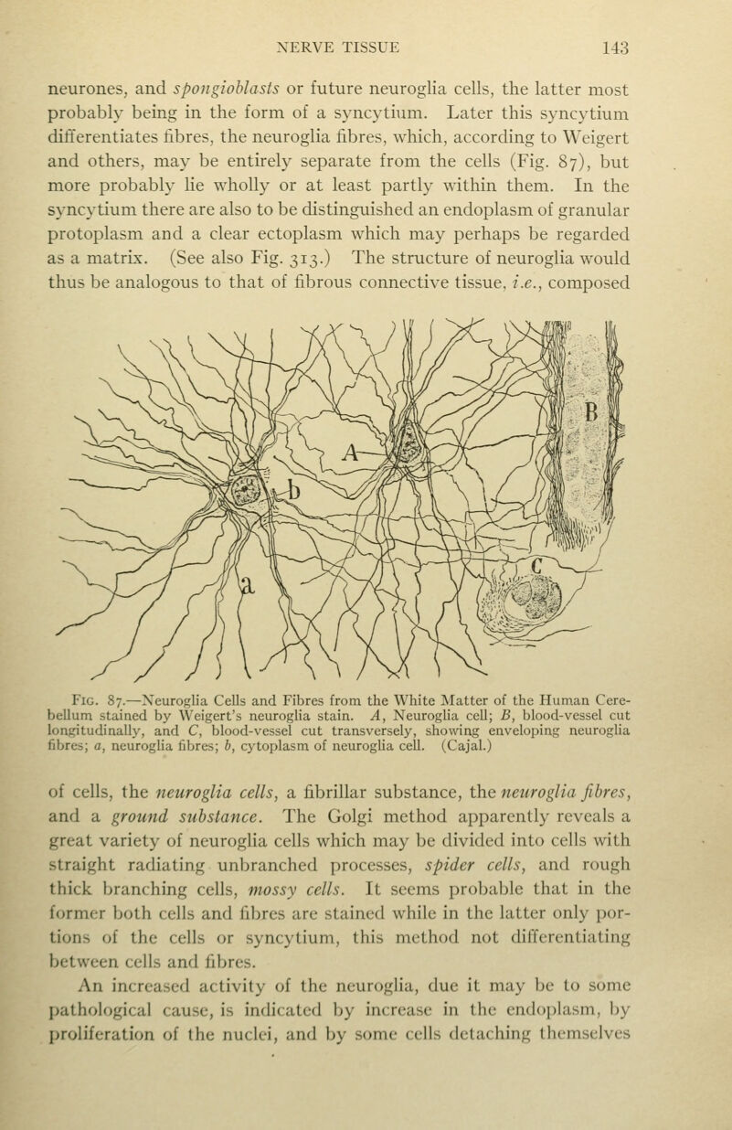 neurones, and spongioblasts or future neuroglia cells, the latter most probably being in the form of a syncytium. Later this syncytium differentiates fibres, the neuroglia fibres, which, according to Weigert and others, may be entirely separate from the cells (Fig. 87), but more probably lie wholly or at least partly within them. In the syncytium there are also to be distinguished an endoplasm of granular protoplasm and a clear ectoplasm which may perhaps be regarded as a matrix. (See also Fig. 313.) The structure of neuroglia would thus be analogous to that of fibrous connective tissue, i.e., composed Fig. 87.—Neuroglia Cells and Fibres from the White Matter of the Human Cere- bellum stained by Weigert's neuroglia stain. A, Neuroglia cell; B, blood-vessel cut longitudinally, and C, blood-vessel cut transversely, showing enveloping neuroglia fibres; a, neuroglia fibres; b, cytoplasm of neuroglia cell. (Cajal.) of cells, the neuroglia cells, a fibrillar substance, the neuroglia fibres, and a ground substance. The Golgi method apparently reveals a great variety of neurogha cells which may be divided into cells with straight radiating unbranched processes, spider cells, and rough thick branching cells, mossy cells. It seems probable that in the former both cells and fibres are stained while in the latter only por- tions of the cells or syncytium, this method not differentiating between cells and fibres. An increased activity of the neuroglia, due it may be to some pathological cause, is indicated by increase in the endoplasm, by proliferation of the nuclei, and by some cells detaching themselves