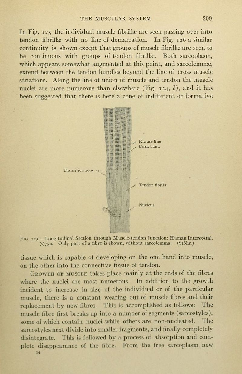 In Fig. 125 the individual muscle fibrillae are seen passing over into tendon fibrillae with no line of demarcation. In Fig. 126 a similar continuity is shown except that groups of muscle fibrillse are seen to be continuous with groups of tendon fibrillae. Both sarcoplasm, which appears somewhat augmented at this point, and sarcolemmae, extend between the tendon bundles beyond the line of cross muscle striations. Along the fine of union of muscle and tendon the muscle nuclei are more numerous than elsewhere (Fig. 124, b), and it has been suggested that there is here a zone of indifferent or formative Jjj ■;:,,-, mV' ill ta teiMi Sa ,- Krause line , Dark band Transition zone .v- Tendon fibrils Nucleus Fig. 125.—Longitudinal Section through Muscle-tendon Junction: Human Intercostal. X750. Only part of a fibre is shown, without sarcolemma. (Stohr.) tissue which is capable of developing on the one hand into muscle, on the other into the connective tissue of tendon. Growth of muscle takes place mainly at the ends of the fibres where the nuclei are most numerous. In addition to the growth incident to increase in size of the individual or of the particular muscle, there is a constant wearing out of muscle fibres and their replacement by new fibres. This is accomplished as follows: The muscle fibre first breaks up into a number of segments (sarcostylcs), some of which contain nuclei while others are non-nucleated. The sarcostylcs next divide into smaller fragments, and finally completely disintegrate. This is followed by a process of absorption and com- plete disappearance of the fibre. From the free sarcoplasm new 14
