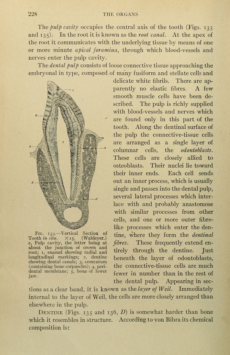 The pulp cavity occupies the central axis of the tooth (Figs. 133 and 135). In the root it is known as the root canal. At the apex of the root it communicates with the underlying tissue by means of one ■or more minute apical foramina, through which blood-vessels and nerves enter the pulp cavity. The dental pulp consists of loose connective tissue approaching the embryonal in type, composed of many fusiform and stellate cells and delicate white fibrils. There are ap- parently no elastic fibres. A few smooth muscle cells have been de- scribed. The pulp is richly suppHed with blood-vessels and nerves which are found only in this part of the tooth. Along the dentinal surface of the pulp the connective-tissue cells are arranged as a single layer of columnar cells, the odontoblasts. These cells are closely alUed to osteoblasts. Their nuclei lie toward their inner ends. Each cell sends out an inner process, which is usually single and passes into the dental pulp, several lateral processes which inter- lace with and probably anastomose with similar processes from other cells, and one or more outer fibre- hke processes which enter the den- tine, where they form the dentinal fibres. These frequently extend en- tirely through the dentine. Just beneath the layer of odontoblasts, the connective-tissue cells are much fewer in number than in the rest of the dental pulp. Appearing in sec- tions as a clear band, it is known as the layer of Weil. Immediately internal to the layer of Weil, the cells are more closely arranged than elsewhere in the pulp. Dentine (Figs. 135 and 136, D) is somewhat harder than bone which it resembles in structure. According to von Bibra its chemical composition is: Fig. 133.—Vertical Section of Tooth, in siiu. X15. (Waldeyer.) c, Pulp cavity, the letter being at about the junction of crown and root; I, enamel showing radial and longitudinal markings; 2, dentine showing dental canals; 3, cementum (containing bone corpuscles); 4, peri- dental membrane; 5, bone of lower jaw.