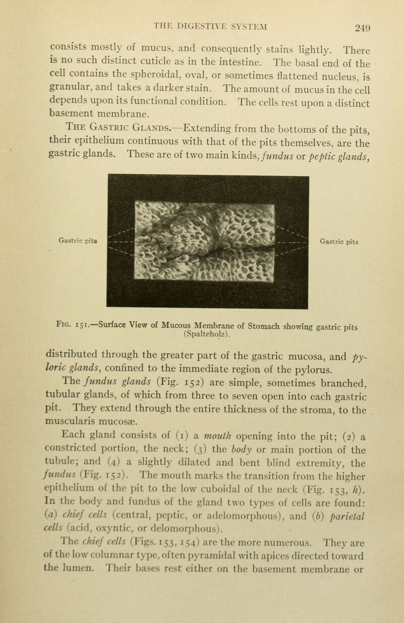 consists mostly of mucus, and consequently stains lightly. There is no such distinct cuticle as in the intestine. The basal end of the cell contains the spheroidal, oval, or sometimes flattened nucleus, is granular, and takes a darker stain. The amount of mucus in the cell depends upon its functional condition. The cells rest upon a distinct basement membrane. The Gastric Glands.—Extending from the bottoms of the pits, their epithelium continuous with that of the pits themselves, are the gastric glands. These are of two main kinds, fundus or peptic glands, Gastric ^^^B::^lBHBhiB^ jS^HHESH^^^^^^B Gastric pits Fig. 151.—Surface View of Mucous Membrane of Stomach showing gastric pits (Spalteholz). distributed through the greater part of the gastric mucosa, and py- loric glands, confined to the immediate region of the pylorus. The fundus glands (Fig. 152) are simple, sometimes branched, tubular glands, of which from three to seven open into each gastric pit. They extend through the entire thickness of the stroma, to the muscularis mucosae. Each gland consists of (i) a mouth opening into the pit; (2) a constricted portion, the neck; (3) the body or main portion of the tubule; and (4) a slightly dilated and bent blind extremity, the fundus (Fig. 152). The mouth marks the transition from the higher epithelium of the pit to the low cuboidal of the neck (Fig. 153, h). In the body and fundus of the gland two types of cells are found: (a) chief cells (central, peptic, or adelomorphous), and {b) parietal cells facid, oxyntic, or delomorphous). The chief cells (Figs. 153, 154) are the more numerous. They are of the low columnar type, often pyramidal with apices directed toward the lumen. Their bases rest either on the basement membrane or