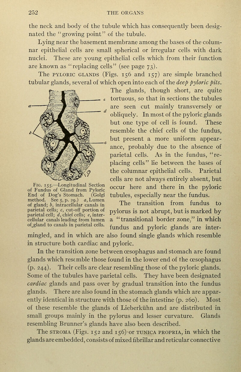the neck and body of the tubule which has consequently been desig- nated the growing point of the tubule. Lying near the basement membrane among the bases of the colum- nar epithelial cells are small spherical or irregular cells with dark nuclei. These are young epithelial cells which from their function are known as replacing cells (see page 73). The PYLORIC GLANDS (Figs. 156 and 157) are simple branched tubular glands, several of which open into each of the deep pyloric pits. The glands, though short, are quite tortuous, so that in sections the tubules are seen cut mainly transversely or obliquely. In most of the pyloric glands but one type of cell is found. These resemble the chief cells of the fundus, but present a more uniform appear- ance, probably due to the absence of parietal cells. As in the fundus, re- placing cells Ue between the bases of the columnar epitheUal cells. Parietal cells are not always entirely absent, but occur here and there in the pyloric tubules, especially near the fundus. The transition from fundus to pylorus is not abrupt, but is marked by a transitional border zone, in which fundus and pyloric glands are inter- mingled, and in which are also found single glands which resemble in structure both cardiac and pyloric. In the transition zone between oesophagus and stomach are found glands which resemble those found in the lower end of the oesophagus (p. 244). Their cells are clear resembling those of the pyloric glands. Some of the tubules have parietal cells. They have been designated cardiac glands and pass over by gradual transition into the fundus glands. There are also found in the stomach glands which are appar- ently identical in structure with those of the intestine (p. 260). Most of these resemble the glands of Lieberkiihn and are distributed in small groups mainly in the pylorus and lesser curvature. Glands resembling Brunner's glands have also been described. The STROMA (Figs. 152 and 156)-or tunica propria, in which the glands are embedded, consists of mixed fibrillar and reticular connective Fig. 155.—^Longitudinal Section of Fundus of Gland from Pyloric End of Dog's Stomach. (Golgi method. See 5, p. 29.) a, Lumen of gland; h, intracellular canals in parietal cells; c, cut-off portion of parietal cell; d, chief cells; e, inter- cellular canals leading from lumen of_^gland to canals in parietal cells.