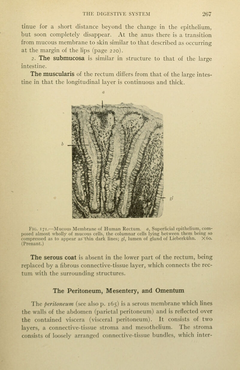 tinue for a short distance beyond the change in the epithelium, but soon completely disappear. At the anus there is a transition from mucous membrane to skin similar to that described as occurring at the margin of the lips (page 220). 2. The submucosa is similar in structure to that of the large intestine. The muscularis of the rectum differs from that of the large intes- tine in that the longitudinal layer is continuous and thick. Fig. 171.—Mucous Membrane of Human Rectum, a, Superficial epithelium, com- posed almost wholly of mucous cells, the columnar cells lying between them being so compressed as to appear as thin dark lines; gl, lumen of gland of Lieberkuhn. X60. CPrenant.) The serous coat is absent in the lower part of the rectum, being replaced by a fibrous connective-tissue layer, which connects the rec- tum with the surrounding structures. The Peritoneum, Mesentery, and Omentum The peritoneum (see also p. 165) is a serous membrane which lines the walls of the abdomen (parietal peritoneum) and is reflected over the contained viscera (visceral i)erit<)neum). It consists of two layers, a connective-tissue stroma and inrsolhelium. 'J'he stroma consists of loosely arranged connective-tissue bundles, which inter-