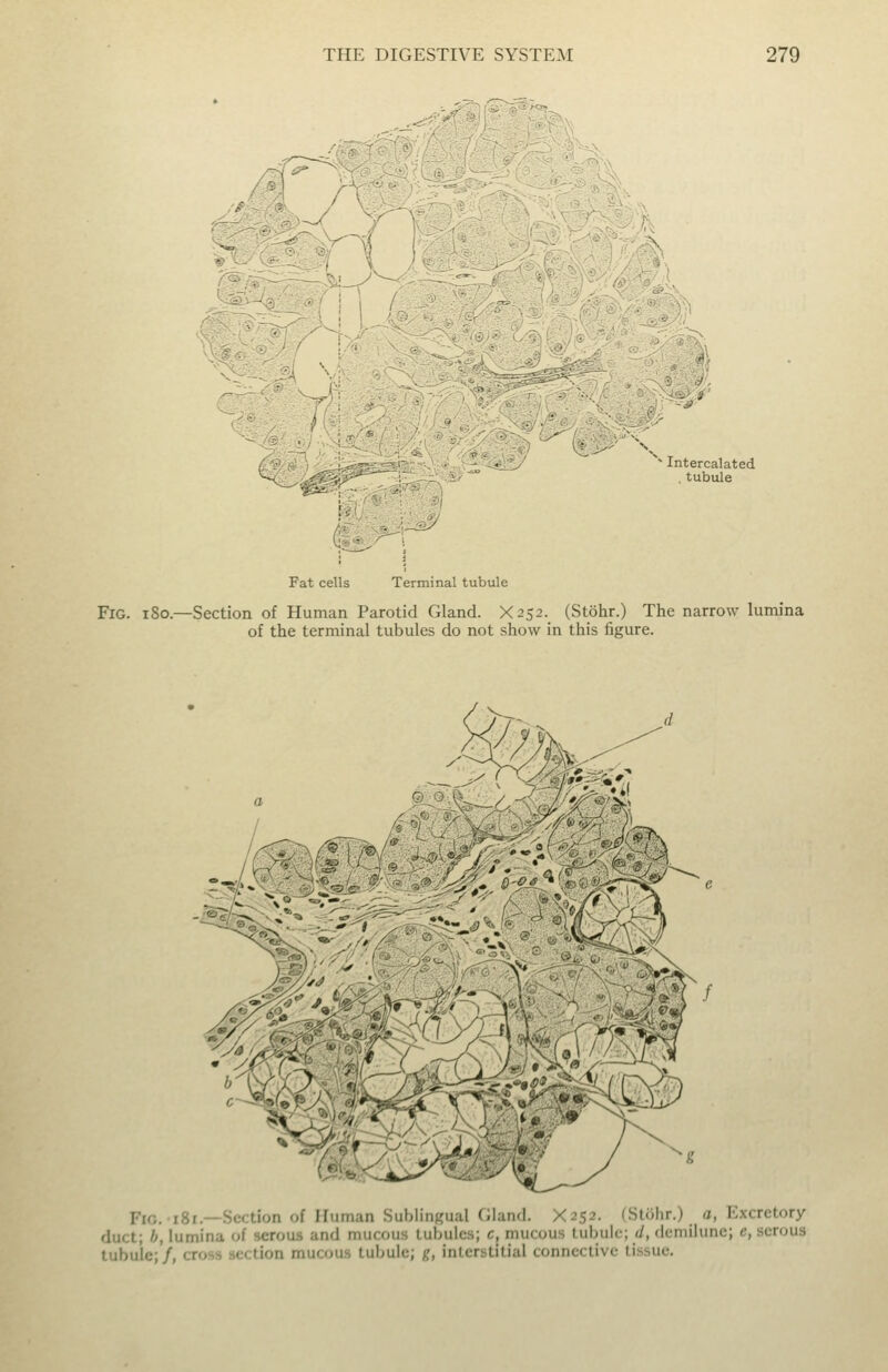 % M ^'^ ::■■;/-On Intercalated . tubule Fat cells Terminal tubule Fig. i8o.—Section of Human Parotid Gland. X252. (Stohr.) The narrow lumina of the terminal tubules do not show in this figure. f^ ^>J^» 0 ^-^ ■ ■» ft Fig. 181.—Section of Human Sublingual Gland. X2S2. (Stohr.) a, Excretory duct; h, lumina of serous and mucous tubules; c, mucous tubule; d, demilune; e, serous tubule; /, cross section mucous tubule; g, interstitial connective tissue.