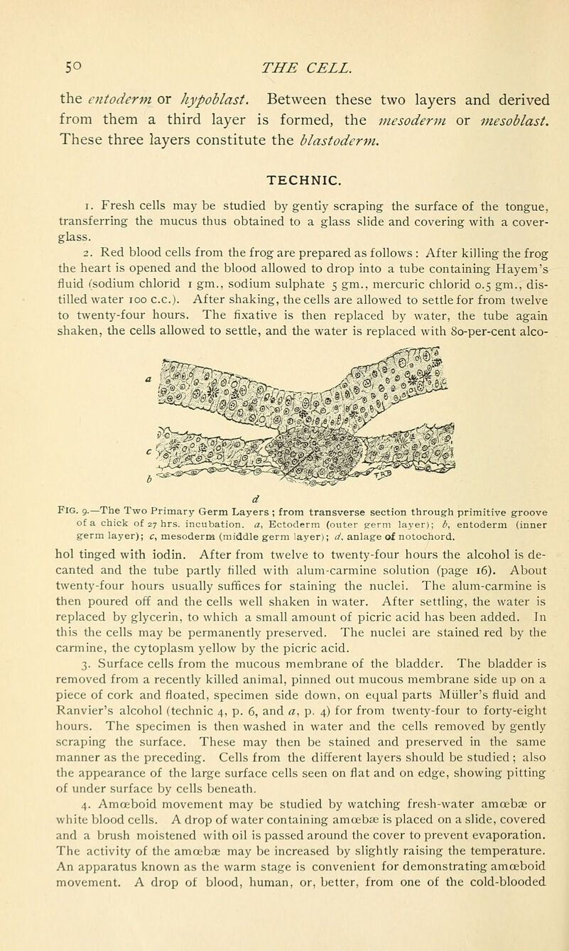 the entoderm or Jiypoblast. Between these two layers and derived from them a third layer is formed, the mesoderm or mesoblast. These three layers constitute the blastoderm. TECHNIC. i. Fresh cells may be studied by gently scraping the surface of the tongue, transferring the mucus thus obtained to a glass slide and covering with a cover- glass. 2. Red blood cells from the frog are prepared as follows : After killing the frog the heart is opened and the blood allowed to drop into a tube containing Hayem's fluid (sodium chlorid i gm., sodium sulphate 5 gm., mercuric chlorid 0.5 gm., dis- tilled water 100 c.c). After shaking, the cells are allowed to settle for from twelve to twenty-four hours. The fixative is then replaced by water, the tube again shaken, the cells allowed to settle, and the water is replaced with 80-per-cent alco- a Fig. 9.—The Two Primary Germ Layers ; from transverse section through primitive groove of a chick of 27 hrs. incubation, a, Ectoderm (outer germ layer); b, entoderm (inner germ layer); c, mesoderm (middle germ layer); d. anlage of notochord. hol tinged with iodin. After from twelve to twenty-four hours the alcohol is de- canted and the tube partly filled with alum-carmine solution (page 16). About twenty-four hours usually suffices for staining the nuclei. The alum-carmine is then poured off and the cells well shaken in water. After settling, the water is replaced by glycerin, to which a small amount of picric acid has been added. In this the cells may be permanently preserved. The nuclei are stained red by the carmine, the cytoplasm yellow by the picric acid. 3. Surface cells from the mucous membrane of the bladder. The bladder is removed from a recently killed animal, pinned out mucous membrane side up on a piece of cork and floated, specimen side down, on equal parts Midler's fluid and Ranvier's alcohol (technic 4, p. 6, and a, p. 4) for from twenty-four to forty-eight hours. The specimen is then washed in water and the cells removed by gently scraping the surface. These may then be stained and preserved in the same manner as the preceding. Cells from the different layers should be studied ; also the appearance of the large surface cells seen on flat and on edge, showing pitting of under surface by cells beneath. 4. Amoeboid movement may be studied by watching fresh-water amoebae or white blood cells. A drop of water containing amoebas is placed on a slide, covered and a brush moistened with oil is passed around the cover to prevent evaporation. The activity of the amoebae may be increased by slightly raising the temperature. An apparatus known as the warm stage is convenient for demonstrating amoeboid movement. A drop of blood, human, or, better, from one of the cold-blooded