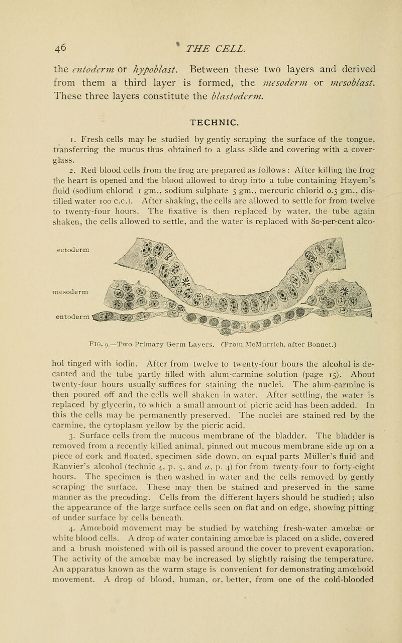 the entoderm or hypoblast. Between these two layers and derived from them a third layer is formed, the mesoderm or mesoblast. These three layers constitute the blastoderm. TECHNIC. i. Fresh cells may be studied by gently scraping the surface of the tongue, transferring the mucus thus obtained to a glass slide and covering with a cover- glass. 2. Red blood cells from the frog are prepared as follows : After killing the frog the heart is opened and the blood allowed to drop into a tube containing Hayem's fluid (sodium chlorid i gm., sodium sulphate 5 gm., mercuric chlorid 0.5 gm., dis- tilled water 100 c.c). After shaking, the cells are allowed to settle for from twelve to twenty-four hours. The fixative is then replaced by water, the tube again shaken, the cells allowed to settle, and the water is replaced with 80-per-cent alco- ectoderm ' . t- ' mesoderm Q;f£ v. ^_ i'V/'.^, .; ■■-,~^r^rr^^0& :V - nP - >-\ MM '^ X ■%&'■ V :': 'M'% $& -  ^? S 't $i -^ entoderm. rs^^a^vS:'' ''' ' ^ : -T __ '_ .' _. Oi 'V- ^' ^ ' JQ Fig. 9.—Two Primary Germ Layers. (From McMurrich, after Bonnet.) hol tinged with iodin. After from twelve to twenty-four hours the alcohol is de- canted and the tube partly tilled with alum-carmine solution (page 15). About twenty-four hours usually suffices for staining the nuclei. The alum-carmine is then poured off and the cells well shaken in water. After settling, the water is replaced by glycerin, to which a small amount of picric acid has been added. In this the cells may be permanently preserved. The nuclei are stained red by the carmine, the cytoplasm yellow by the picric acid. 3. Surface cells from the mucous membrane of the bladder. The bladder is removed from a recently killed animal, pinned out mucous membrane side up on a piece of cork and floated, specimen side down, on equal parts Midler's fluid and Ranvier's alcohol (technic 4, p. 5, and a. p. 4) for from twenty-four to forty-eight hours. The specimen is then washed in water and the cells removed by gently scraping the surface. These may then be stained and preserved in the same manner as the preceding. Cells from the different layers should be studied ; also the appearance of the large surface cells seen on flat and on edge, showing pitting of under surface by cells beneath. 4. Amoeboid movement may be studied by watching fresh-water amoebae or white blood cells. A drop of water containing amoebae is placed on a slide, covered and a brush moistened with oil is passed around the cover to prevent evaporation. The activity of the amoebae may be increased by slightly raising the temperature. An apparatus known as the warm stage is convenient for demonstrating amoeboid movement. A drop ol blood, human, or, better, from one of the cold-blooded