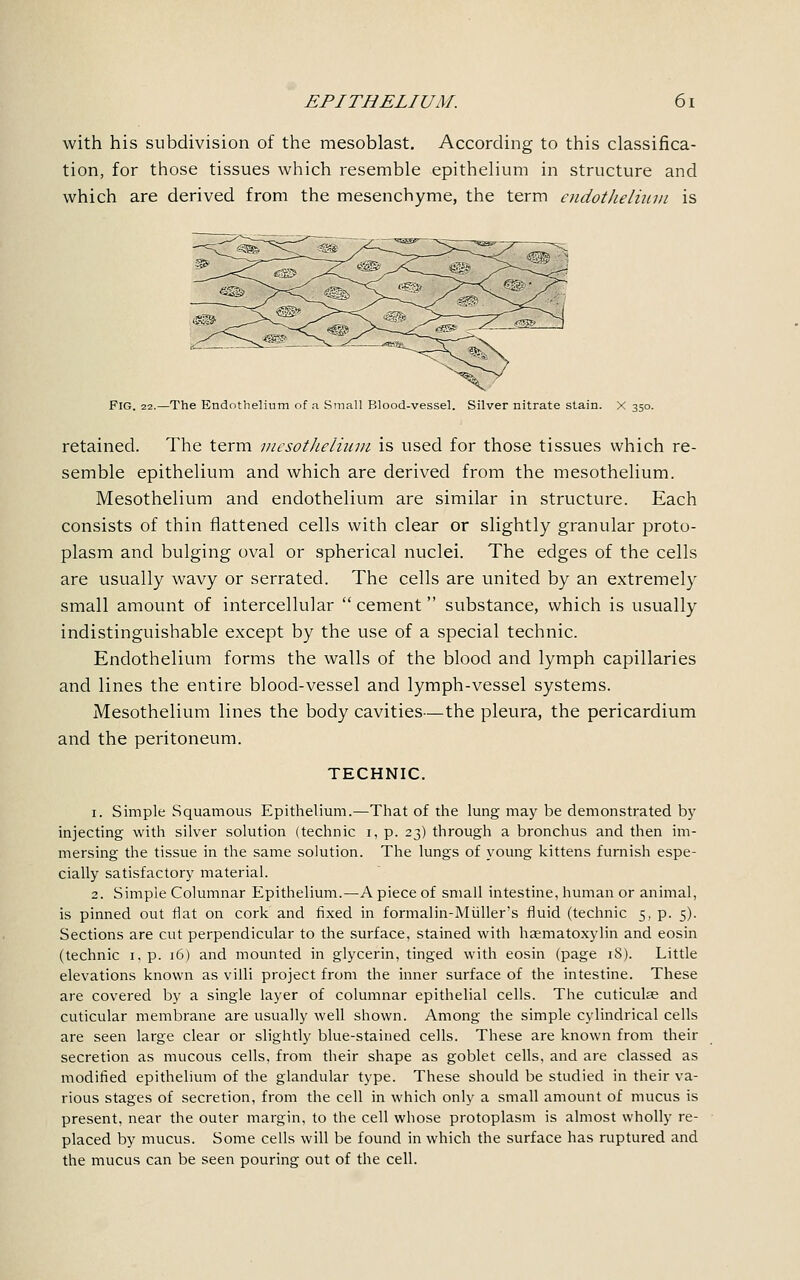 with his subdivision of the mesoblast. According to this classifica- tion, for those tissues which resemble epithelium in structure and which are derived from the mesenchyme, the term endothelium is FIG. 22.—The Endothelium of a Small Blood-vessel. Silver nitrate stain. X 350. retained. The term mesothelium is used for those tissues which re- semble epithelium and which are derived from the mesothelium. Mesothelium and endothelium are similar in structure. Each consists of thin flattened cells with clear or slightly granular proto- plasm and bulging oval or spherical nuclei. The edges of the cells are usually wavy or serrated. The cells are united by an extremely small amount of intercellular  cement substance, which is usually indistinguishable except by the use of a special technic. Endothelium forms the walls of the blood and lymph capillaries and lines the entire blood-vessel and lymph-vessel systems. Mesothelium lines the body cavities—the pleura, the pericardium and the peritoneum. TECHNIC. 1. Simple Squamous Epithelium.—That of the lung may be demonstrated by injecting with silver solution (technic 1, p. 23) through a bronchus and then im- mersing the tissue in the same solution. The lungs of young kittens furnish espe- cially satisfactory material. 2. Simple Columnar Epithelium.—A piece of small intestine, human or animal, is pinned out flat on cork and fixed in formalin-Midler's fluid (technic 5, p. 5). Sections are cut perpendicular to the surface, stained with hematoxylin and eosin (technic 1. p. 16) and mounted in glycerin, tinged with eosin (page 18). Little elevations known as villi project from the inner surface of the intestine. These are covered by a single layer of columnar epithelial cells. The cuticulae and cuticular membrane are usually well shown. Among the simple cylindrical cells are seen large clear or slightly blue-stained cells. These are known from Uieir secretion as mucous cells, from their shape as goblet cells, and are classed as modified epithelium of the glandular type. These should be studied in their va- rious stages of secretion, from the cell in which only a small amount of mucus is present, near the outer margin, to the cell whose protoplasm is almost wholly re- placed by mucus. Some cells will be found in which the surface has ruptured and the mucus can be seen pouring out of the cell.