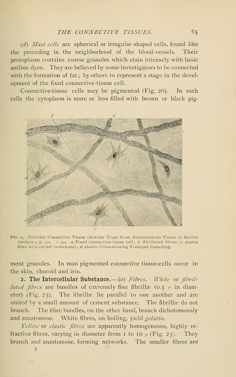 (d) Mast cells are spherical or irregular-shaped cells, found like the preceding in the neighborhood of the blood-vessels. Their protoplasm contains coarse granules which stain intensely with basic aniline dyes. They are believed by some investigators to be connected with the formation of fat; by others to represent a stage in the devel- opment of the fixed connective-tissue cell. Connective-tissue cells may be pigmented (Fig. 26). In such cells the cytoplasm is more or less filled with brown or black pig- 4 P b , ■.. J FIG. 23.—Fibrillar Connective Tissue (Areolar Type) from Subcutaneous Tissue of Rabbit (technic 2, p. 70). X 500. a, Fixed connective-tissue cell; b, fibriilated fibres ; c, elastic fibre with curled broken end ; d, elastic fibres showing Y-shaped branching. ment granules. In man pigmented connective tissue-cells occur in the skin, choroid and iris. 2. The Intercellular Substance.—(V?) Fibres. White or fibrii- lated fibres are bundles of extremely fine fibrillar (0.5 ,. in diam- eter) (Fig. 23). The fibrillar lie parallel to one another and are united by a small amount of cement substance. The fibrillar do not branch. The fibre bundles, on the other hand, branch dichotomously and anastomose. White fibres, on boiling, yield gelatin. Yellow or clastic fibres are apparently homogeneous, highly re- fractive fibres, varying in diameter from 1 to 10 p. (Fig. 23V They branch and anastomose, forming networks. The smaller fibres are 5