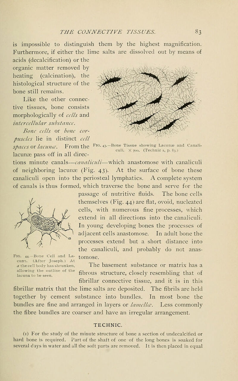 is impossible to distinguish them by the highest magnification. Furthermore, if either the lime salts are dissolved out by means of acids (decalcification) or the organic matter removed by heating (calcination), the histological structure of the bone still remains. Like the other connec- tive tissues, bone consists morphologically of cells and intercellular substance. Bone cells or bone cor- puscles lie in distinct cell Spaces Or laciline. From the FlG- 43--Bone Tissue showing Lacunae and Canali- culi. X 700. (Technic 1, p. 83.) lacunae pass off in all direc- tions minute canals—canaliculi—which anastomose with canaliculi of neighboring lacunae (Fig. 43). At the surface of bone these canaliculi open into the periosteal lymphatics. A complete system of canals is thus formed, which traverse the bone and serve for the passage of nutritive fluids. The bone cells themselves (Fig. 44) are flat, ovoid, nucleated cells, with numerous fine processes, which extend in all directions into the canaliculi. In young developing bones the processes of adjacent cells anastomose. In adult bone the processes extend but a short distance into the canaliculi, and probably do not anas- FlG. 44. —Bone Cell and La- tOniOSe cud.. (After Joseph.) At a the cell body has shrunken, allowing the outline of the lacuna to be seen. The basement substance or matrix has a fibrous structure, closely resembling that of fibrillar connective tissue, and it is in this fibrillar matrix that the lime salts are deposited. The fibrils are held together by cement substance into bundles. In most bone the bundles are fine and arranged in layers or lamella. Less commonly the fibre bundles are coarser and have an irregular arrangement. TECHNIC. (1) For the study of the minute structure of bone a section of undecalcilied or hard bone is required. Part of the shaft of one of the long bones is soaked for several days in water and all the soft parts are removed. It is then placed in equal