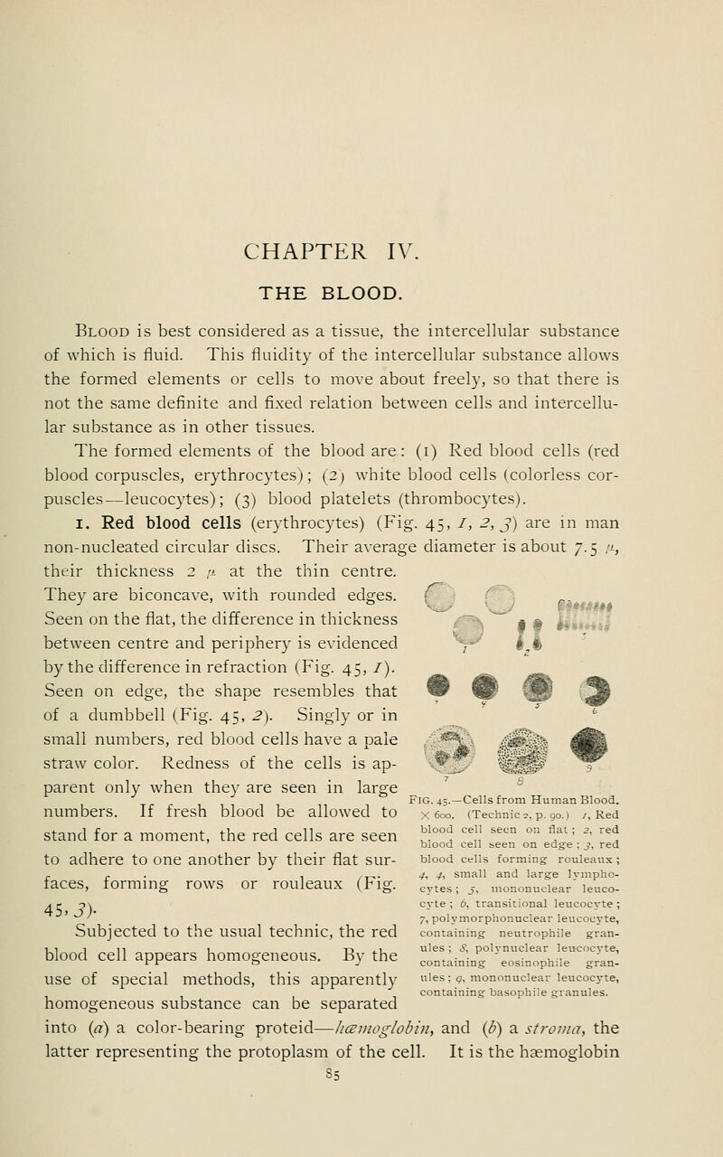 n ■ Blood is best considered as a tissue, the intercellular substance of which is fluid. This fluidity of the intercellular substance allows the formed elements or cells to move about freely, so that there is not the same definite and fixed relation between cells and intercellu- lar substance as in other tissues. The formed elements of the blood are : (i) Red blood cells (red blood corpuscles, erythrocytes); (2) white blood cells (colorless cor- puscles—leucocytes); (3) blood platelets (thrombocytes). 1. Red blood cells (erythrocytes) (Fig. 45, /, 2, J) are in man non-nucleated circular discs. Their average diameter is about 7.5 y, their thickness 2 y. at the thin centre. They are biconcave, with rounded edges. { Seen on the flat, the difference in thickness t - between centre and periphery is evidenced by the difference in refraction (Fig. 45, /). Seen on edge, the shape resembles that w of a dumbbell (Fig. 45, 2). Singly or in small numbers, red blood cells have a pale , <s\l .£&§*I$S ^B straw color. Redness of the cells is ap- WM parent only when they are seen in large Fig. 45-—Cells from Human Blood. numbers. If fresh blood be allowed to x 600. (Technic2,P. 9o.) /, Red stand for a moment, the red cells are seen ^00* ce;! seen on fl/l; 3' re* blood cell seen on edge ; 3, red to adhere to one another by their flat sur- Wood ceils forming rouleaux; r r . ,_. 4, 4, small and large Ivmpho- faces, forming rows or rouleaux (Fig. cytes. 5i mononuclear' ieuCo- a r o\ cyte ; 6, transitional leucocyte; ' 7, polymorphonuclear leucocyte, Subjected tO the USUal technic, the red containing neutrophil gran- i i 1 11 1 t> ^1 ules ; S, polvnuclear leucocvte, blood cell appears homogeneous. Bv the „„',. )„„ ' ,„„„>,,,«, '„ fit o j containing eosmophne gran- USe of special methods, this apparently tiles; 9, mononuclear leucocyte, containing basophile granules. homogeneous substance can be separated into (a) a color-bearing proteid—hcemoglobin, and (b) a stroma, the latter representing the protoplasm of the cell. It is the haemoglobin S5