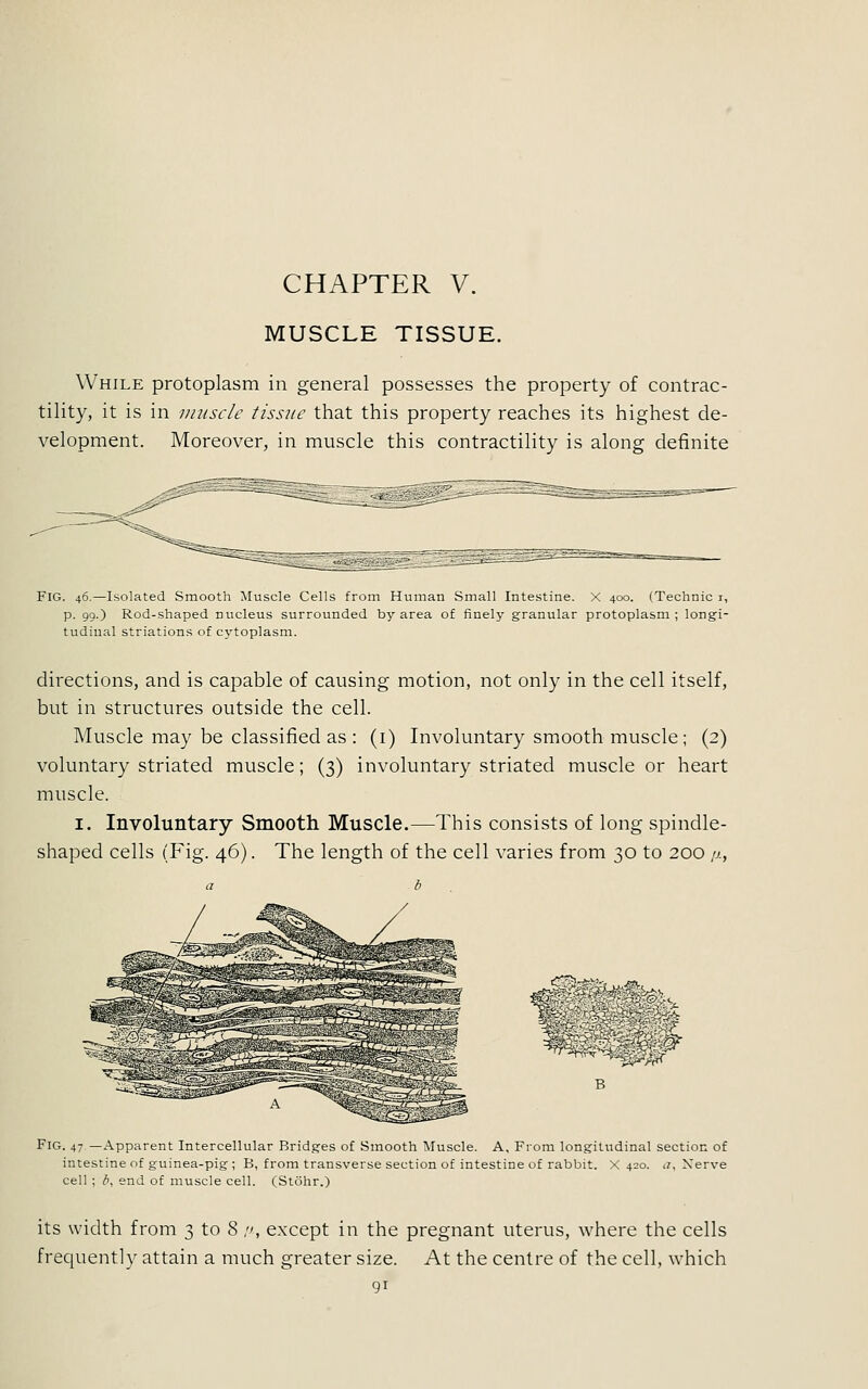 MUSCLE TISSUE. While protoplasm in general possesses the property of contrac- tility, it is in muscle tissue that this property reaches its highest de- velopment. Moreover, in muscle this contractility is along definite FIG. 46.—Isolated Smooth Muscle Cells from Human Small Intestine. X 400. (Technic 1, p. 99.) Rod-shaped nucleus surrounded by area of finely granular protoplasm; longi- tudinal striations of cytoplasm. directions, and is capable of causing motion, not only in the cell itself, but in structures outside the cell. Muscle may be classified as : (i) Involuntary smooth muscle; (2) voluntary striated muscle; (3) involuntary striated muscle or heart muscle. 1. Involuntary Smooth Muscle.—This consists of long spindle- shaped cells (Fig. 46). The length of the cell varies from 30 to 200 ;x, B Fig. 47 —Apparent Intercellular Bridges of Smooth Muscle. A, From longitudinal section of intestine of guinea-pig ; B, from transverse section of intestine of rabbit. X 420. a. Nerve cell ; d, end of muscle cell. (Stohr.) its width from 3 to 8 :>, except in the pregnant uterus, where the cells frequently attain a much greater size. At the centre of the cell, which