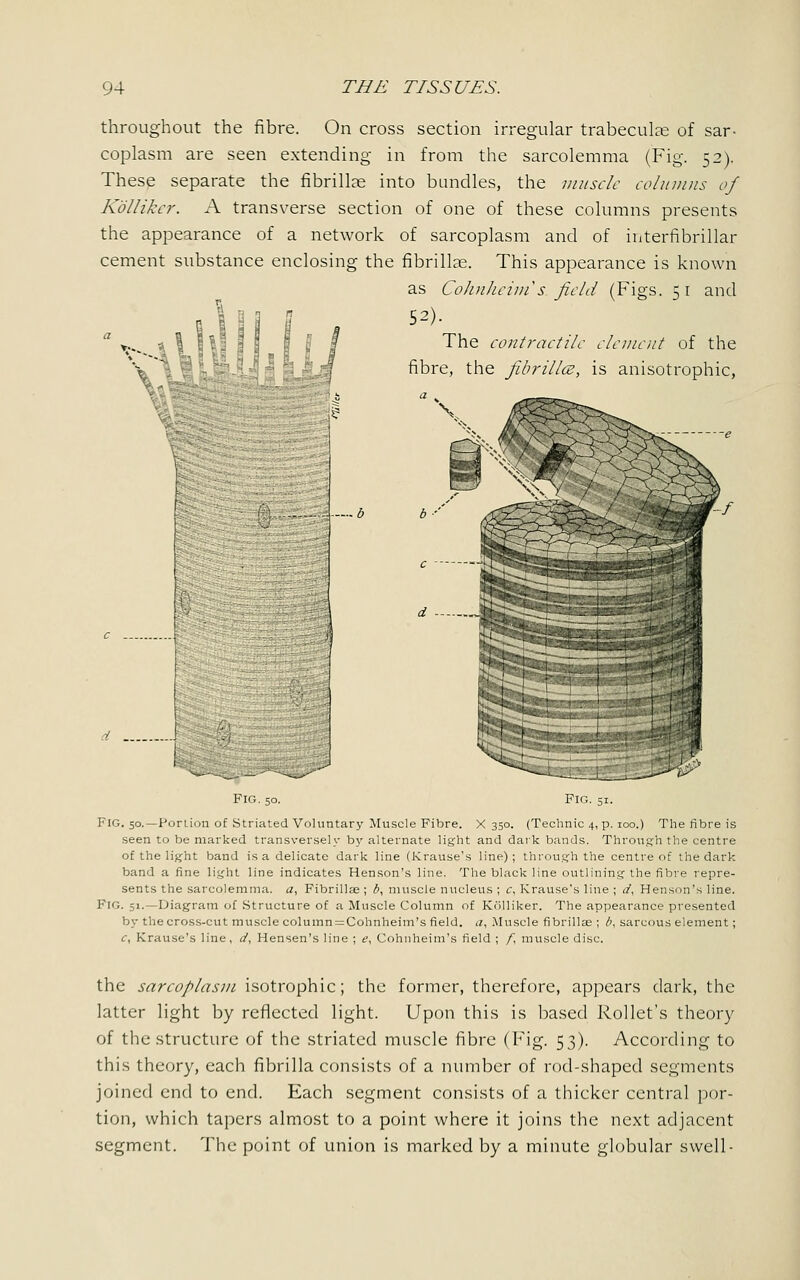 throughout the fibre. On cross section irregular trabecular of sar- coplasm are seen extending in from the sarcolemma (Fig. 52). These separate the fibrillar into bundles, the muscle columns of Kbllikcr. A transverse section of one of these columns presents the appearance of a network of sarcoplasm and of interfibrillar cement substance enclosing the fibrillae. This appearance is known as Cohnheim s. field (Figs. 51 and 52). The contractile clement of the fibre, the fibrillce, is anisotrophic, I b Fig. Fig. 51. Fig. 50.—Portion of Striated Voluntary Muscle Fibre. X 350. (Technic 4, p. 100.) The fibre is seen to be marked transversely by alternate light and dark bands. Through the centre of the light band is a delicate dark line (Krause's line); through the centre of the dark band a fine light line indicates Henson's line. The black line outlining the fibre repre- sents the sarcolemma. a, Fibrillar ; b, muscle nucleus ; c, Krause's line ; d, Henson's line. FIG. 51.—Diagram of Structure of a Muscle Column of Kolliker. The appearance presented by the cross-cut muscle column ^Cohnheim's field, a, Muscle fibrillae ; b, sarcous element; c, Krause's line, d, Hensen's line ; e, Cohnheim's field ; /, muscle disc. the sarcoplasm isotrophic; the former, therefore, appears dark, the latter light by reflected light. Upon this is based Rollet's theory of the structure of the striated muscle fibre (Fig. 53). According to this theory, each fibrilla consists of a number of rod-shaped segments joined end to end. Each segment consists of a thicker central por- tion, which tapers almost to a point where it joins the next adjacent segment. The point of union is marked by a minute globular swell-