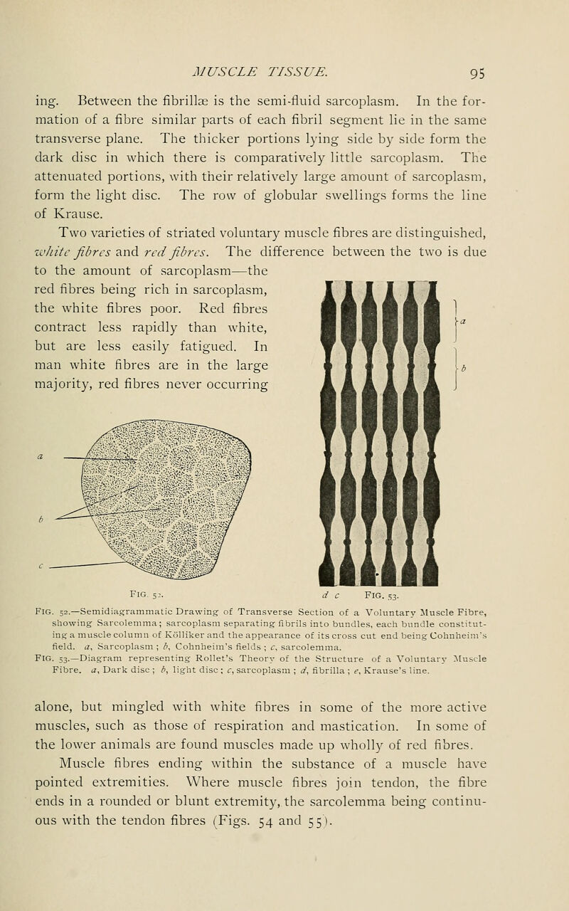 ing. Between the fibrillar is the semi-fluid sarcoplasm. In the for- mation of a fibre similar parts of each fibril segment lie in the same transverse plane. The thicker portions lying side by side form the dark disc in which there is comparatively little sarcoplasm. The attenuated portions, with their relatively large amount of sarcoplasm, form the light disc. The row of globular swellings forms the line of Krause. Two varieties of striated voluntary muscle fibres are distinguished, white fibres and red fibres. The difference between the two is due to the amount of sarcoplasm—the red fibres being rich in sarcoplasm, the white fibres poor. Red fibres contract less rapidly than white, but are less easily fatigued. In man white fibres are in the large majority, red fibres never occurring Fig. 52. d c Fig. Fig. 52.—Semidiagrammatic Drawing- of Transverse Section of a Voluntary Muscle Fibre, showing Sarcolemma; sarcoplasm separating fibrils into bundles, each bundle constitut- ing a muscle column of Kolliker and the appearance of its cross cut end being Cohnheim's field, a, Sarcoplasm ; l\ Cohnheim's fields ; c, sarcolemma. FIG. 53.—Diagram representing Rollet's Theory of the Structure of a Voluntary Muscle Fibre, a, Dark disc ; b, light disc ; c, sarcoplasm ; d, fibrilla ; e, Krause's line. alone, but mingled with white fibres in some of the more active muscles, such as those of respiration and mastication. In some of the lower animals are found muscles made up wholly of red fibres. Muscle fibres ending within the substance of a muscle have pointed extremities. Where muscle fibres join tendon, the fibre ends in a rounded or blunt extremity, the sarcolemma being continu- ous with the tendon fibres (Figs. 54 and 55).