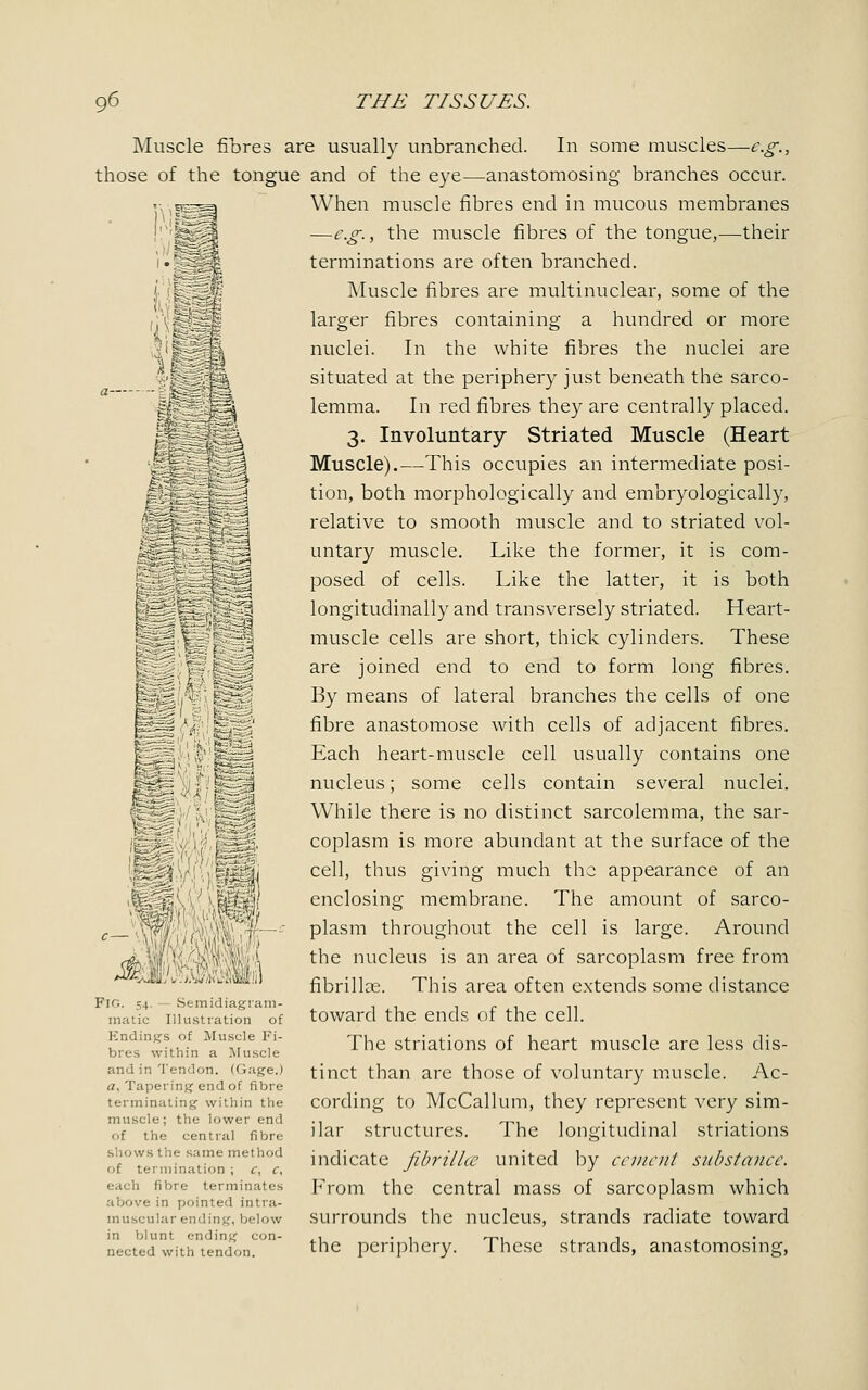 Muscle fibres are usually unbranched. In some muscles—e.g., those of the tongue and of the eye—anastomosing branches occur. When muscle fibres end in mucous membranes —e.g., the muscle fibres of the tongue,—their terminations are often branched. Muscle fibres are multinuclear, some of the larger fibres containing a hundred or more nuclei. In the white fibres the nuclei are situated at the periphery just beneath the sarco- lemma. In red fibres they are centrally placed. 3. Involuntary Striated Muscle (Heart Muscle).—This occupies an intermediate posi- tion, both morphologically and embryologically, relative to smooth muscle and to striated vol- :^~ ~ :^SA untary muscle. Like the former, it is com- ,zl ._; -j posed of cells. Like the latter, it is both ■ -- — 7'i longitudinally and transversely striated. Heart- muscle cells are short, thick cylinders. These |gp are joined end to end to form long fibres. I S0. ;|n':'.- By means of lateral branches the cells of one '_.• £r ■' fibre anastomose with cells of adjacent fibres. Each heart-muscle cell usually contains one nucleus; some cells contain several nuclei. While there is no distinct sarcolemma, the sar- coplasm is more abundant at the surface of the cell, thus giving much the appearance of an enclosing membrane. The amount of sarco- plasm throughout the cell is large. Around the nucleus is an area of sarcoplasm free from fibrillar. This area often extends some distance toward the ends of the cell. The striations of heart muscle are less dis- tinct than are those of voluntary muscle. Ac- cording to McCallum, they represent very sim- ilar structures. The longitudinal striations indicate fibrilUe united by cement substance. From the central mass of sarcoplasm which surrounds the nucleus, strands radiate toward the periphery. These strands, anastomosing, !' iiii ^Krfe wMM ['.'it Fin. 54. Semidiagram- matic Illustration of Kndings of Muscle Fi- bres within a Muscle and in Tendon. (Gage.) a. Tapering end of fibre terminating within the muscle; the lower end of the central fibre shows the same method of termination ; c, c. each fibre terminates above in pointed intra- muscular ending, below in blunt ending con- nected with tendon.