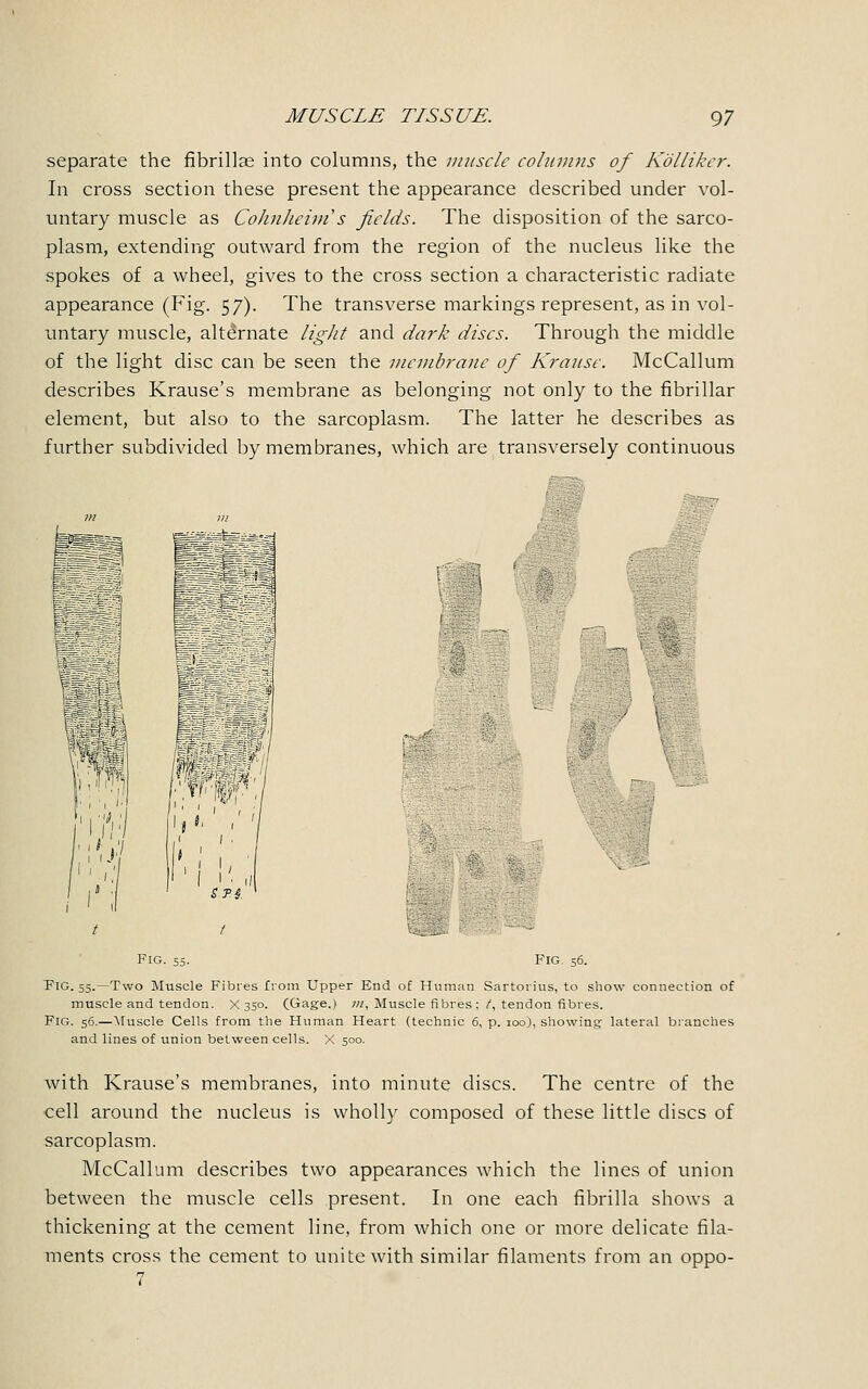 separate the fibrillar into columns, the muscle columns of Kollikcr. In cross section these present the appearance described under vol- untary muscle as Cohnheim s fields. The disposition of the sarco- plasm, extending outward from the region of the nucleus like the spokes of a wheel, gives to the cross section a characteristic radiate appearance (Fig. 57). The transverse markings represent, as in vol- untary muscle, alternate light and dark discs. Through the middle of the light disc can be seen the membrane of Krause. McCallum describes Krause's membrane as belonging not only to the fibrillar element, but also to the sarcoplasm. The latter he describes as further subdivided by membranes, which are transversely continuous r'l Fig. 55. Fig. 56. FlG. 55.—Two Muscle Fibres from Upper End of Human Sartorius, to show connection of muscle and tendon. X 350. (Gage.) ?n, Muscle fibres; /, tendon fibres. FlG. 56.—Muscle Cells from the Human Heart (technic 6, p. 100), showing lateral branches and lines of union between cells. X 500. with Krause's membranes, into minute discs. The centre of the cell around the nucleus is wholly composed of these little discs of sarcoplasm. McCallum describes two appearances which the lines of union between the muscle cells present. In one each fibrilla shows a thickening at the cement line, from which one or more delicate fila- ments cross the cement to unite with similar filaments from an oppo-