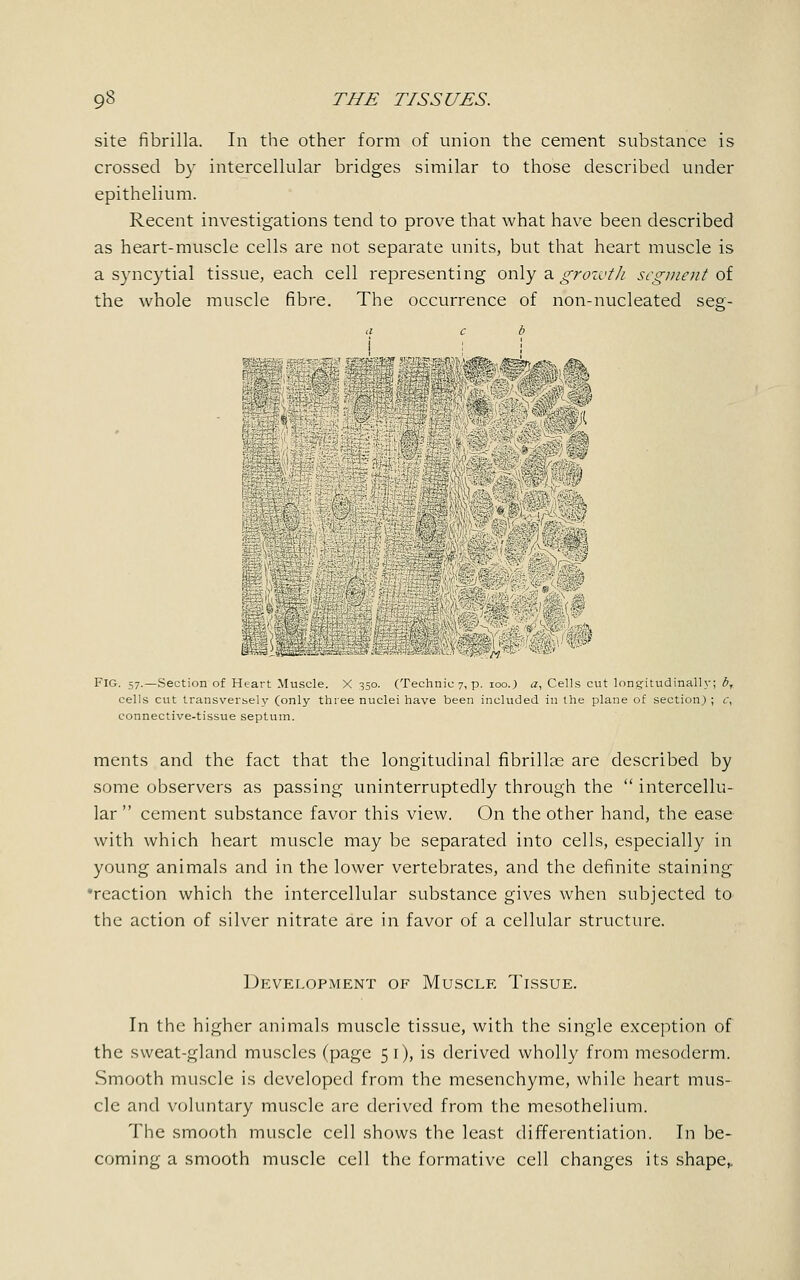 site fibrilla. In the other form of union the cement substance is crossed by intercellular bridges similar to those described under epithelium. Recent investigations tend to prove that what have been described as heart-muscle cells are not separate units, but that heart muscle is a syncytial tissue, each cell representing only a growth segment of the whole muscle fibre. The occurrence of non-nucleated seg- a c b ! ; ! m §/© Fig. 57.—Section of Heart Muscle. X 350. (Technic 7, p. 100.) a, Cells cut longitudinally; bT cells cut transversely (only three nuclei have been included in the plane of section) ; c, connective-tissue septum. ments and the fact that the longitudinal fibrillar are described by some observers as passing uninterruptedly through the  intercellu- lar  cement substance favor this view. On the other hand, the ease with which heart muscle may be separated into cells, especially in young animals and in the lower vertebrates, and the definite staining •reaction which the intercellular substance gives when subjected to the action of silver nitrate are in favor of a cellular structure. Development of Muscle Tissue. In the higher animals muscle tissue, with the single exception of the sweat-gland muscles (page 51), is derived wholly from mesoderm. Smooth muscle is developed from the mesenchyme, while heart mus- cle and voluntary muscle are derived from the mesothelium. The smooth muscle cell shows the least differentiation. In be- coming a smooth muscle cell the formative cell changes its shape,.