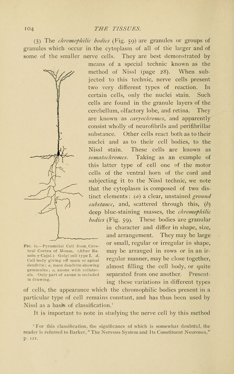 (3) The chromopkilic bodies (Fig. 59) are granules or groups of granules which occur in the cytoplasm of all of the larger and of some of the smaller nerve cells. They are best demonstrated by means of a special technic known as the method of Nissl (page 28). When sub- jected to this technic, nerve cells present two very different types of reaction. In certain cells, only the nuclei stain. Such cells are found in the granule layers of the cerebellum, olfactory lobe, and retina. They are known as caryochromes, and apparently consist wholly of neurofibrils and perifibrillar substance. Other cells react both as to their nuclei and as to their cell bodies, to the Nissl stain. These cells are known as somatochromes. Taking as an example of this latter type of cell one of the motor cells of the ventral horn of the cord and subjecting it to the Nissl technic, we note that the cytoplasm is composed of two dis- tinct elements : (a) a clear, unstained ground substance, and, scattered through this, (/;) deep blue-staining masses, the chromopkilic bodies (Fig. 59). These bodies are granular in character and differ in shape, size, and arrangement. They may be large or small, regular or irregular in shape, may be arranged in rows or in an ir- regular manner, may be close together, almost filling the cell body, or quite separated from one another. Present- ing these variations in different types of cells, the appearance which the chromophilic bodies present in a particular type of cell remains constant, and has thus been used by Nissl as a basrs of classification.1 It is important to note in studying the nerve cell by this method Fig. 61.—Pyramidal Cell from Cere- bral Cortex of Mouse. (After Ra- mon y CajalJ Golgi cell type I. d, Cell body giving off main or apical dendrite ; </, main dendrite showing gemmules; e, axone with collater- als. Only part of axone is included in drawing. 1 For this classification, the- significance of which is somewhat doubtful, the reader is referred to Barker,  The Nervous System and Its Constituent Neurones, p. 121.